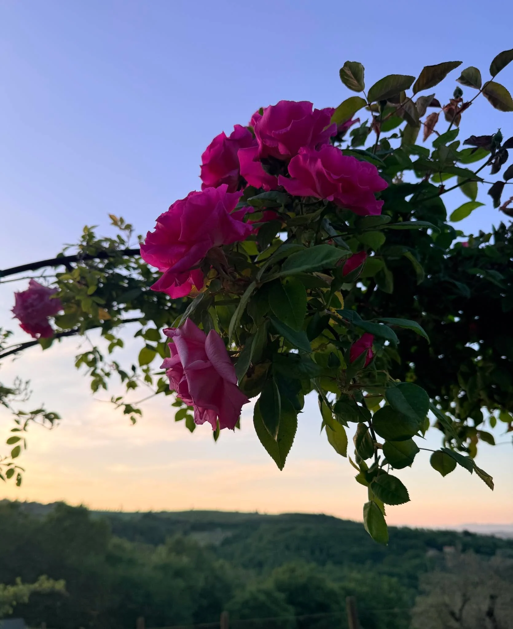 &ldquo;Between sky and earth, sunset whispers in the fragrance of roses&rdquo;

 &ldquo;Tra cielo e terra, il silenzio del tramonto profuma di rose&rdquo;