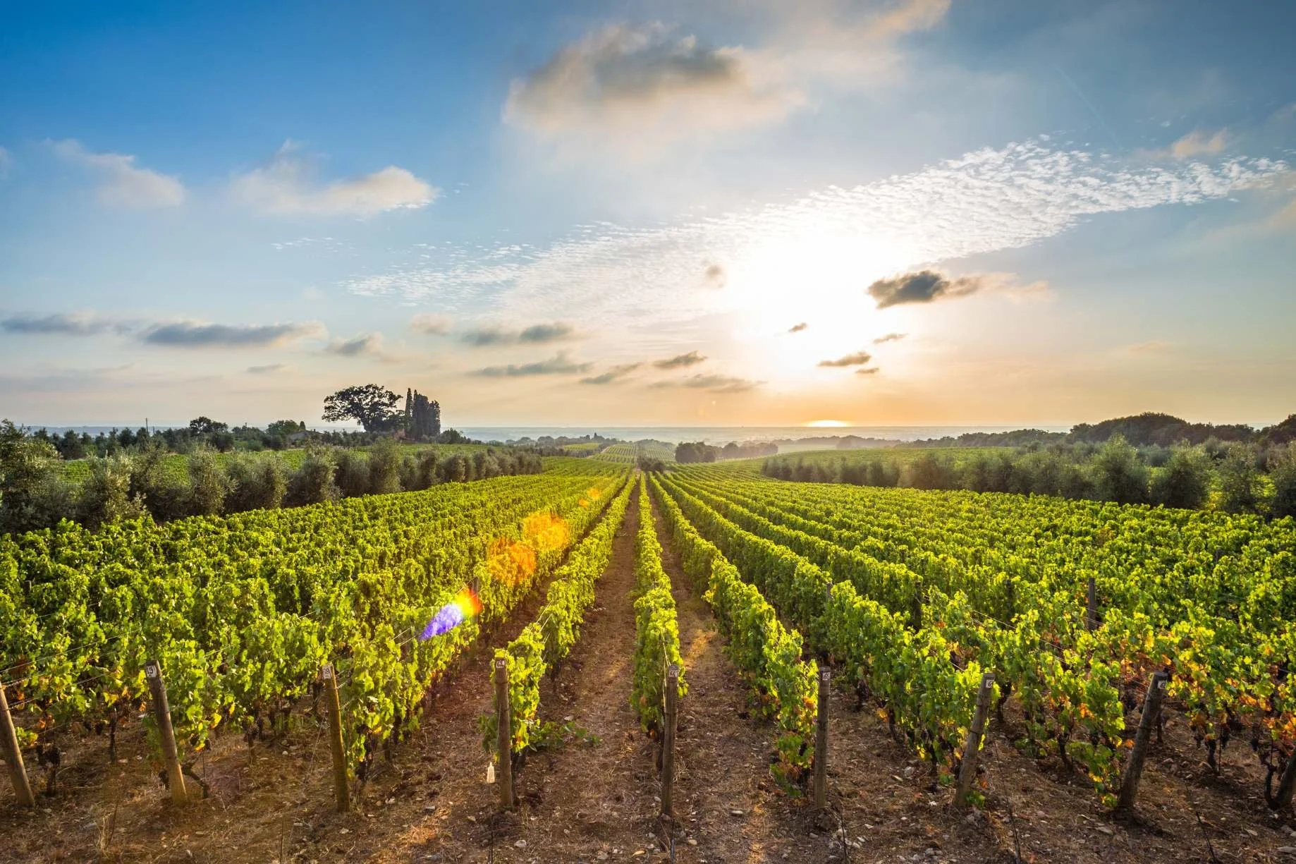 it0841a-_-casa-carducci-weinberge.jpg