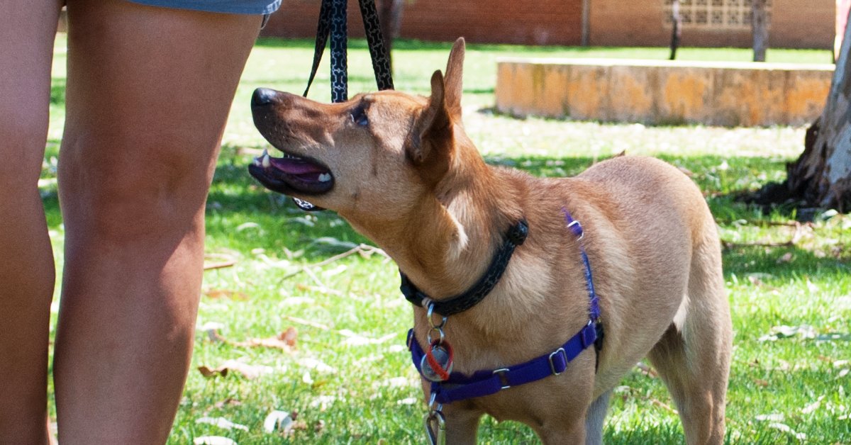 For+Paws_Dog+Training+Blog_Reactivity.jpeg
