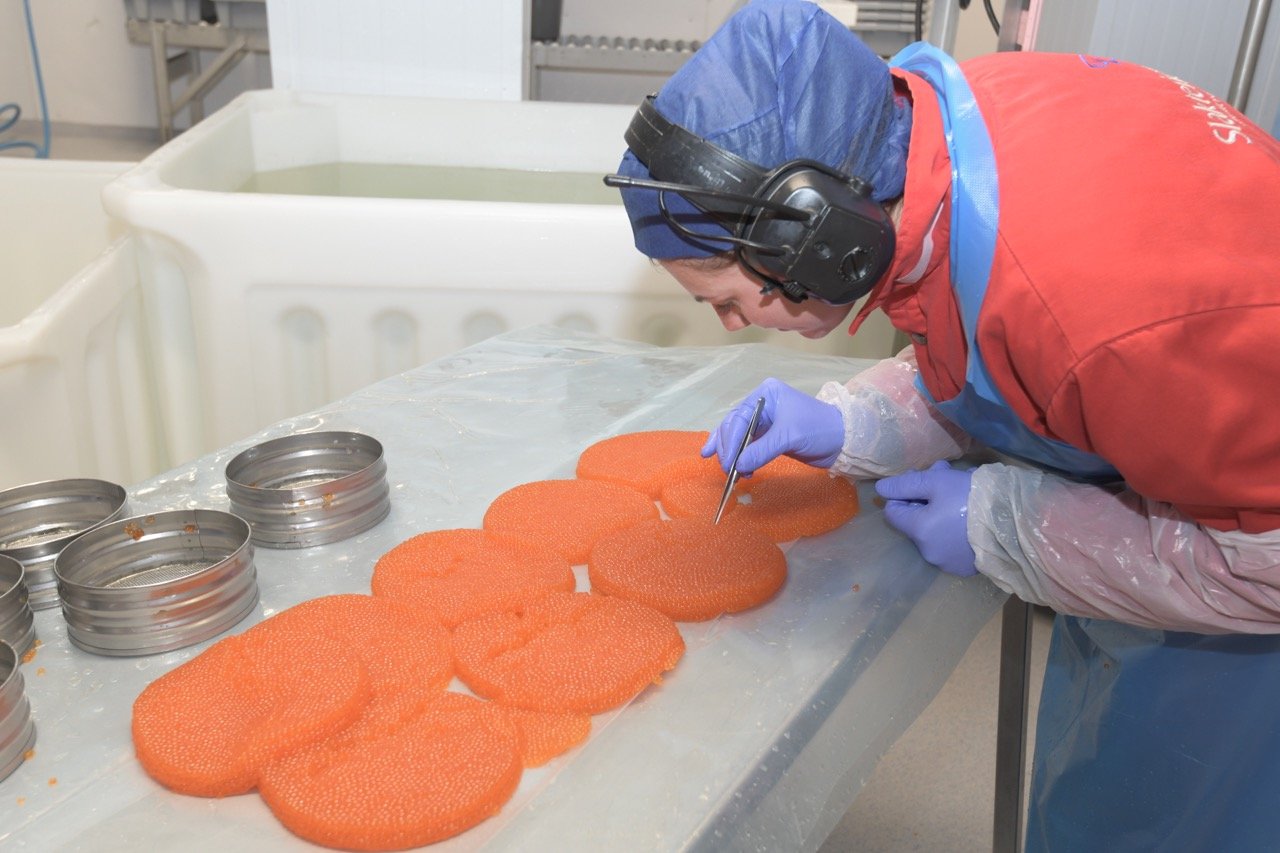 Ørretrogn til konsum