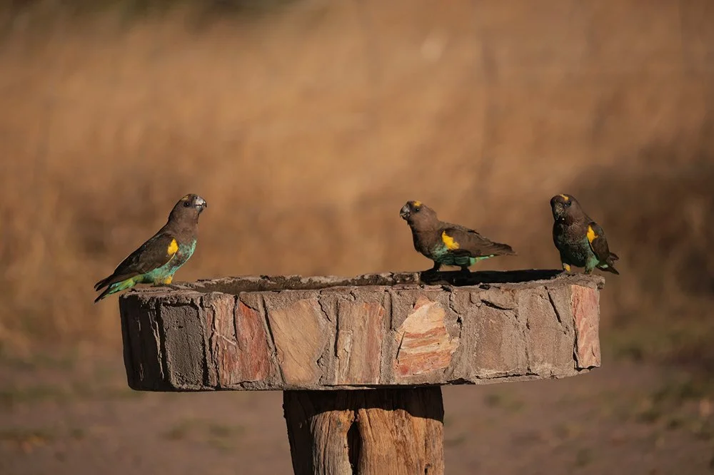 Three small birds with brown bodies, yellow patches, and green and yellow tail feathers perched on a round wooden platform outdoors in Hwange National Park, Zimbabwe.