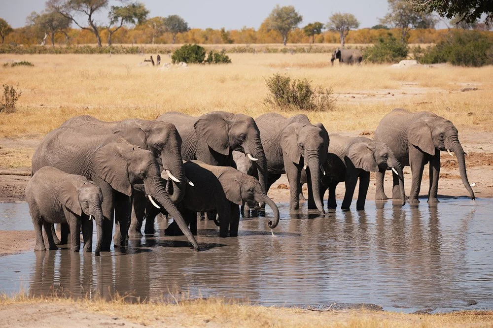 hwange2.jpg