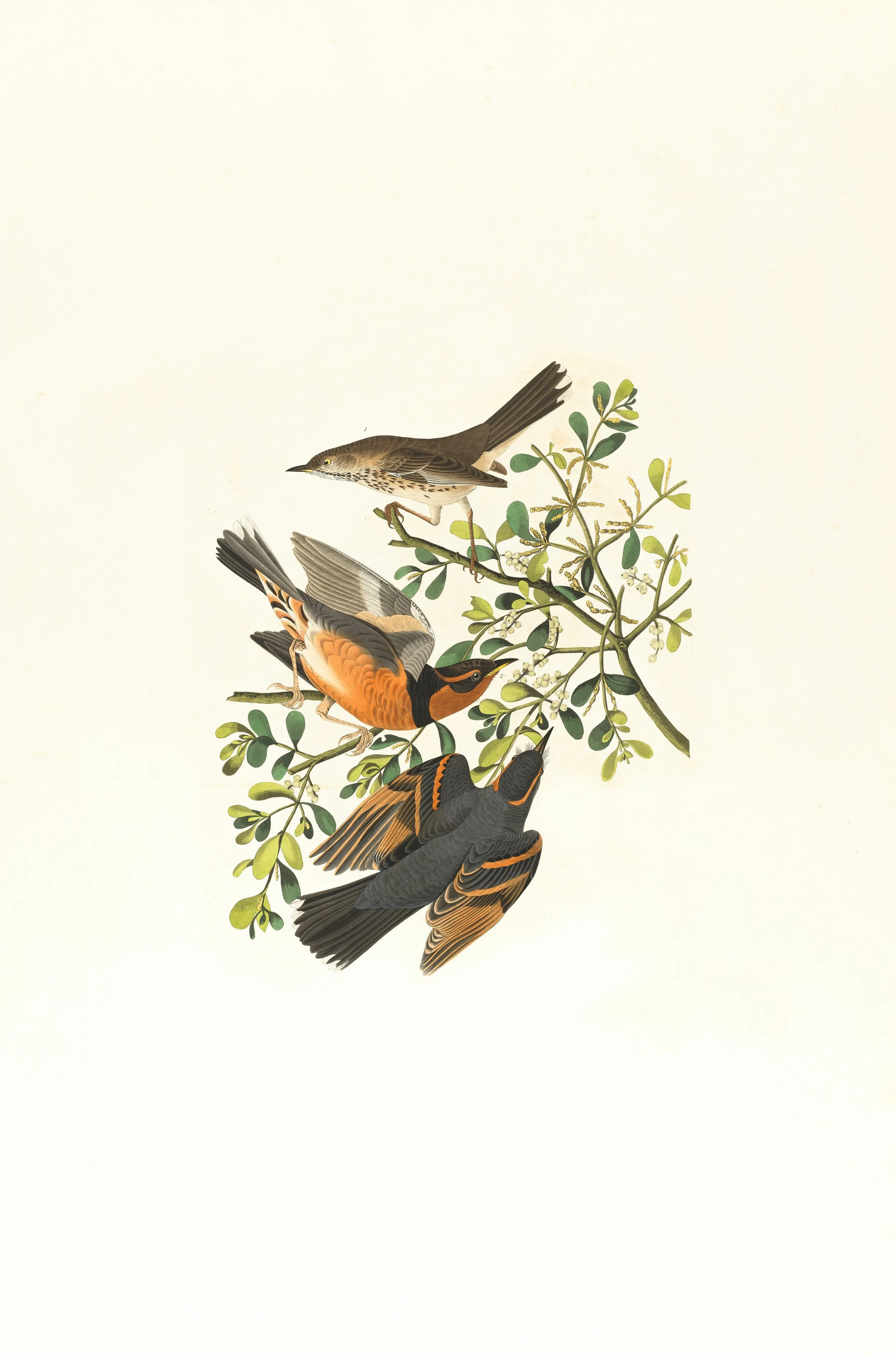 Illustration of three birds perched on a leafy branch against a plain background.