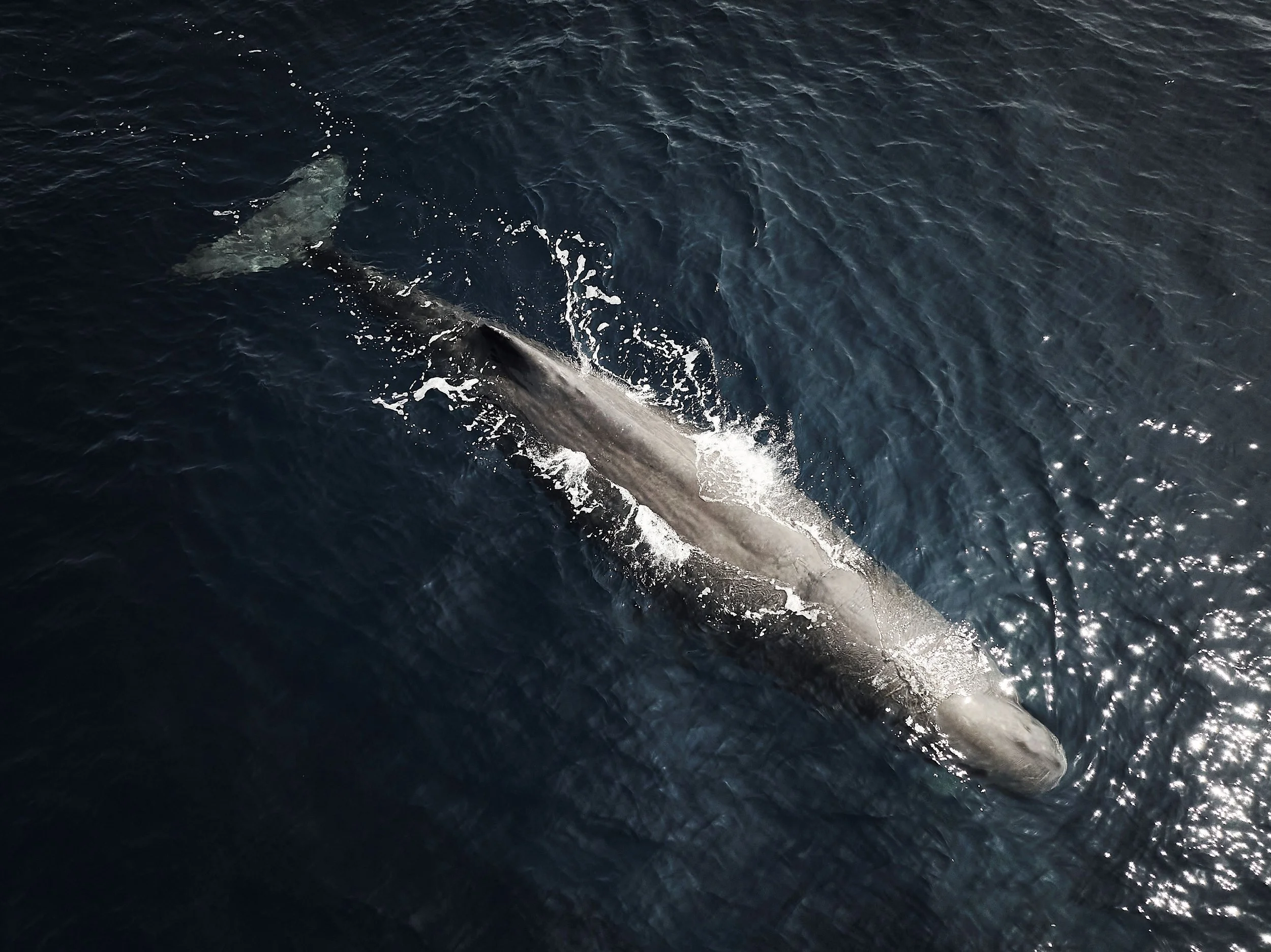 VB_WHALE 248.jpg