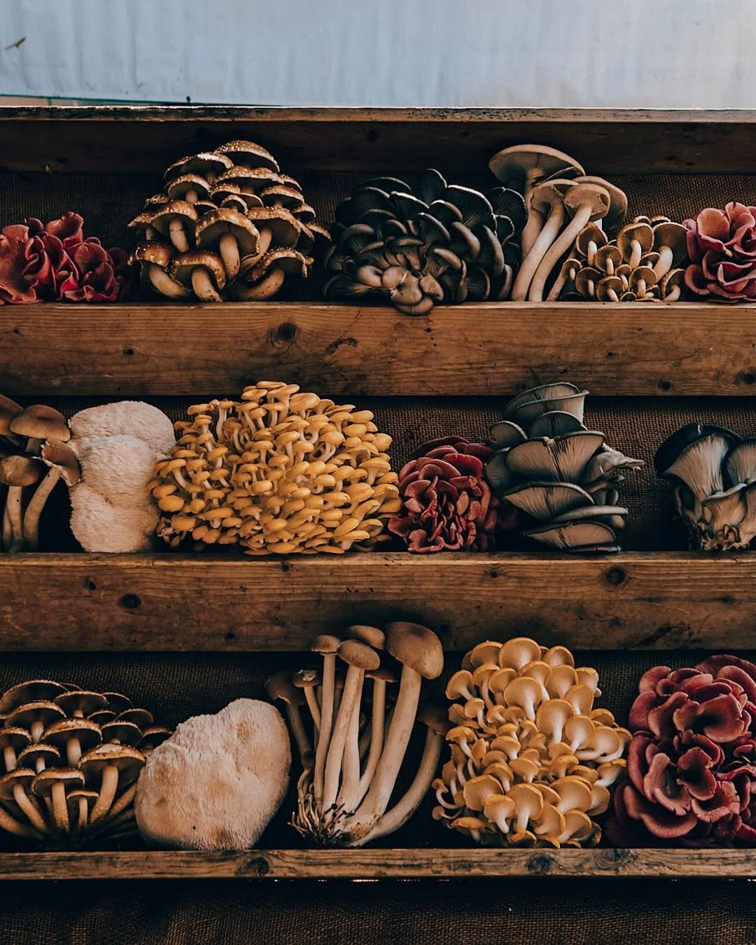 Shelves of various colorful mushrooms in a rustic wooden display.