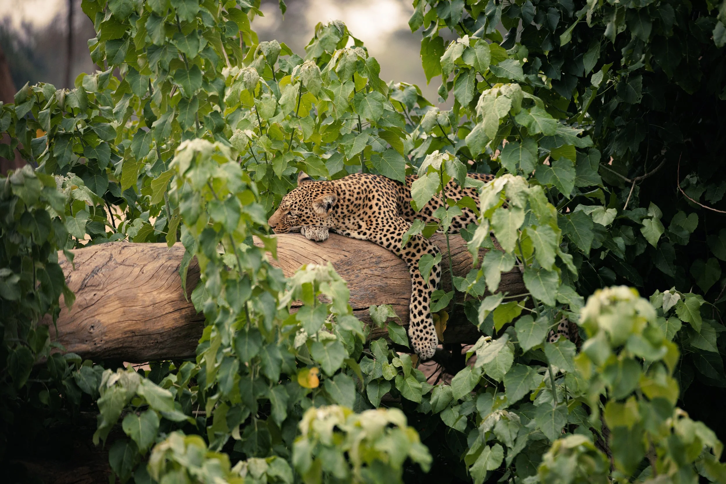 A leopard resting on a large tree branch surrounded by green leaves.