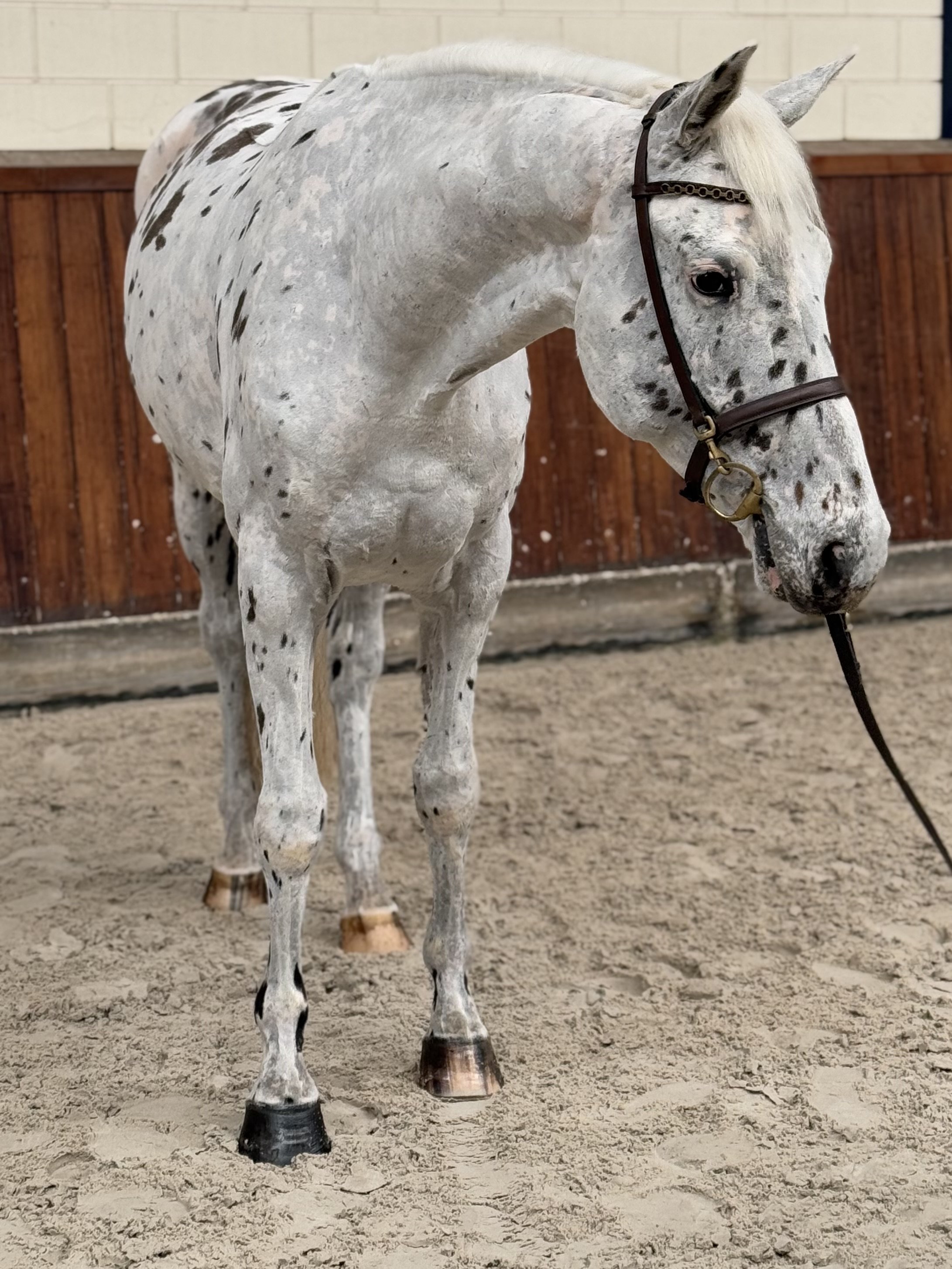 Stracciatella (USA)