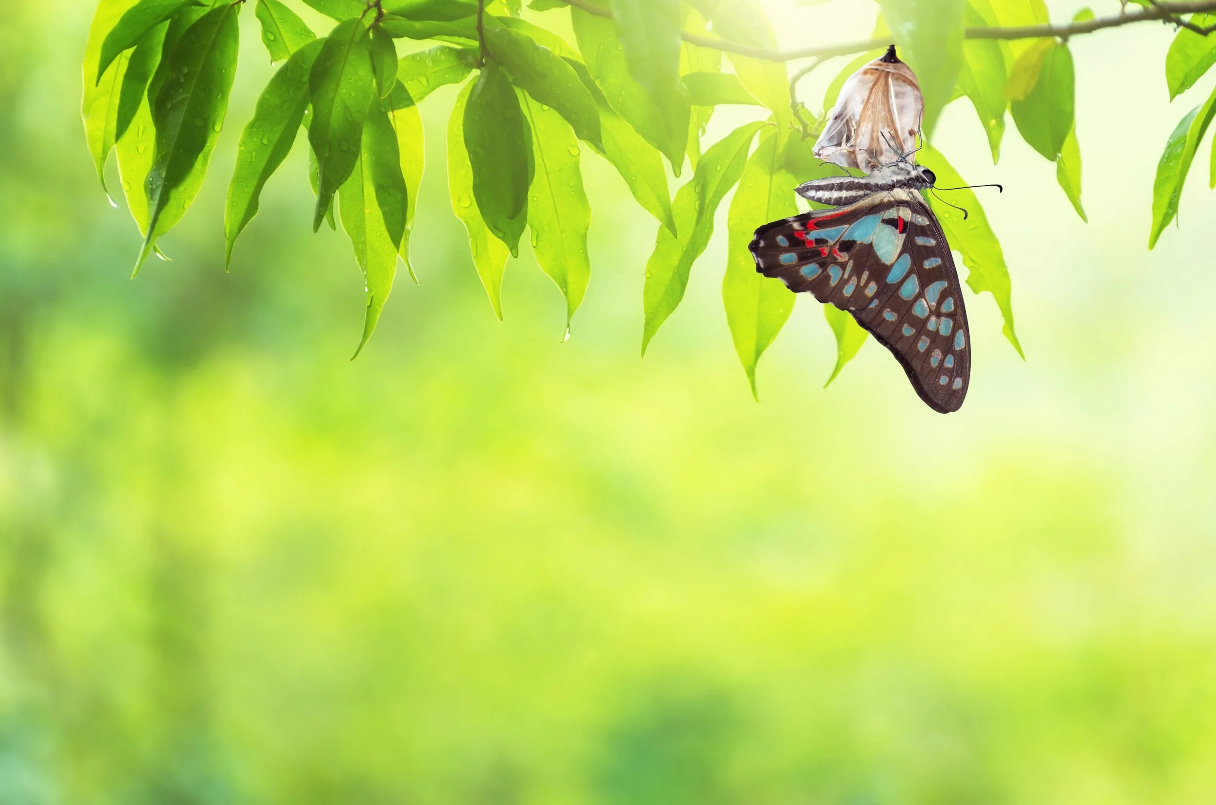 Rediscovering your worth: empowering you to spread your wings and thrive