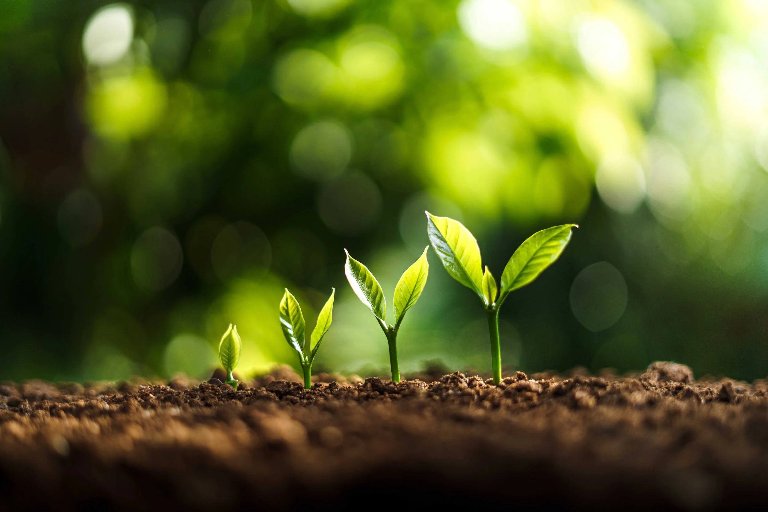 Nurturing self-worth: the key to professional fulfilment