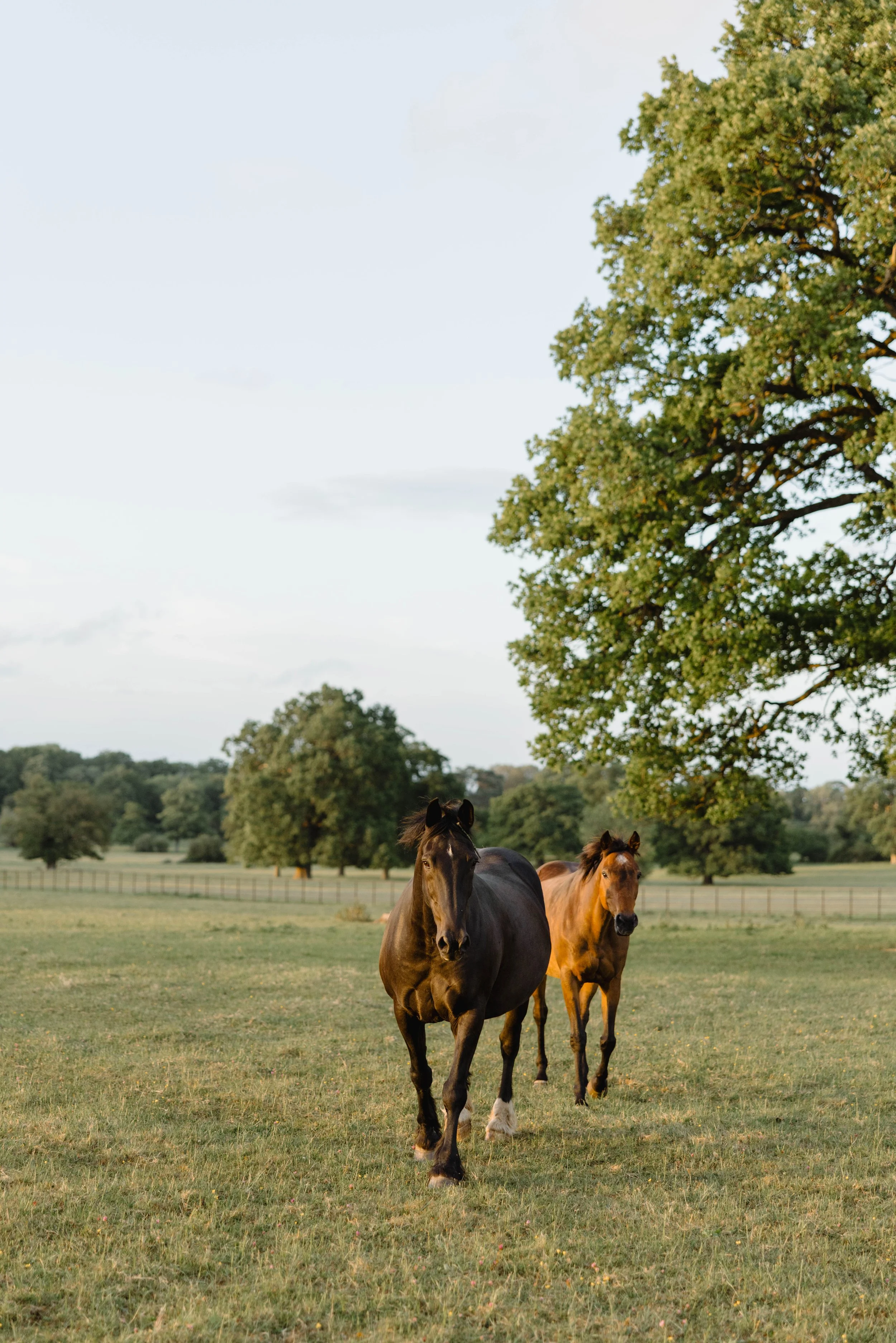 Two horses grazing in a green pasture with a large tree and a fence in the background.