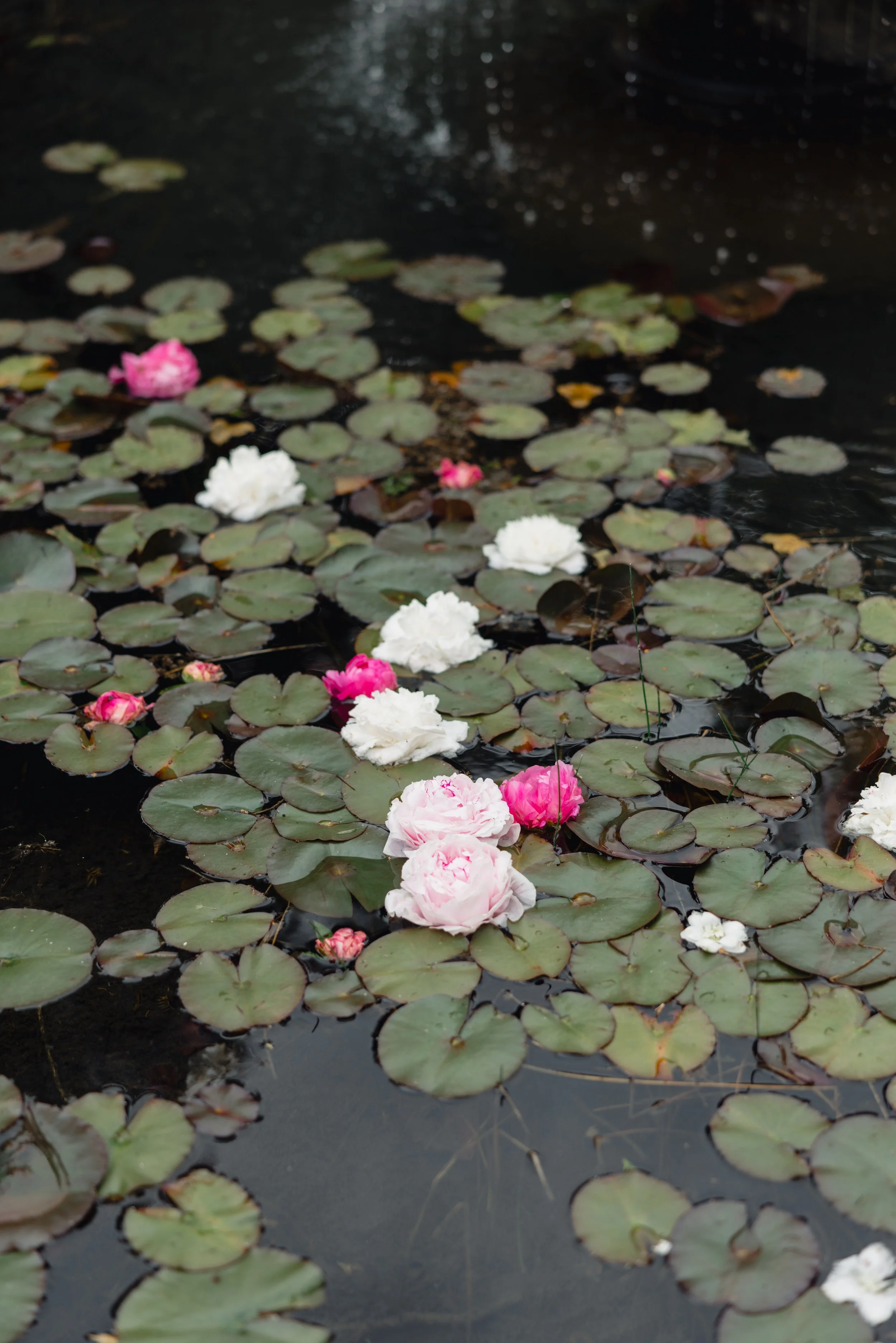 Pink and white water lilies floating on a pond with broad green lily pads.