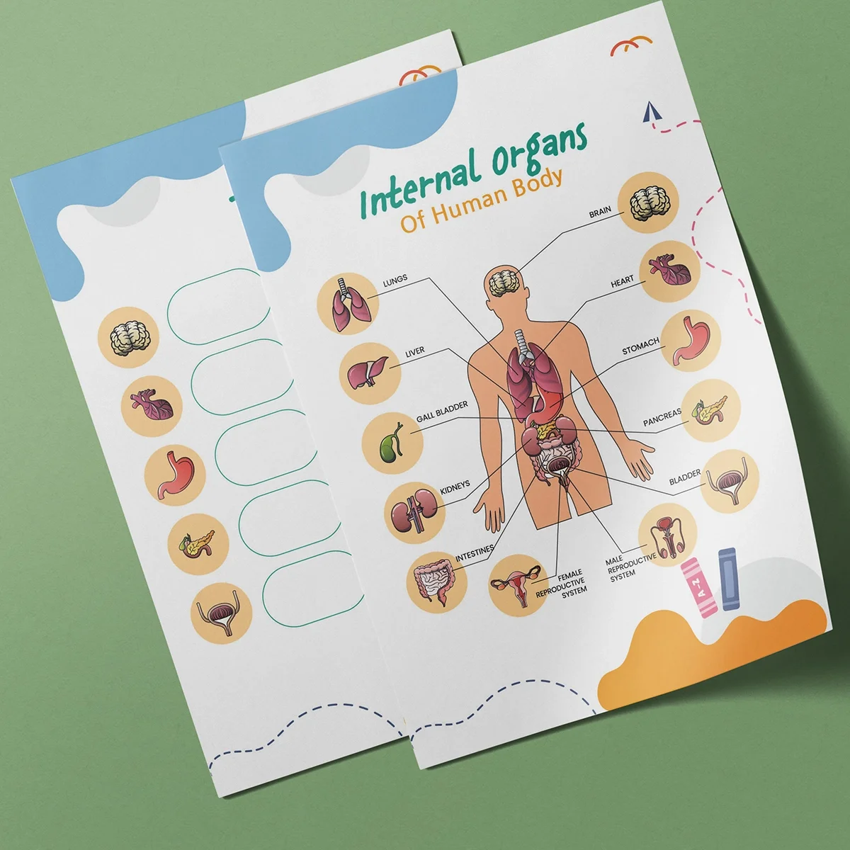 Human Body System Product Preview 3 .webp
