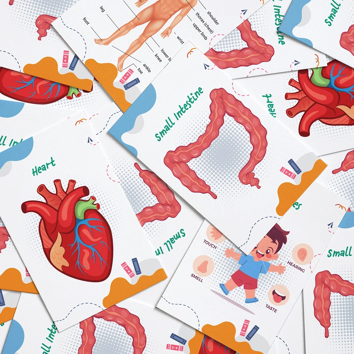 Human Body System Product Preview 2 .webp