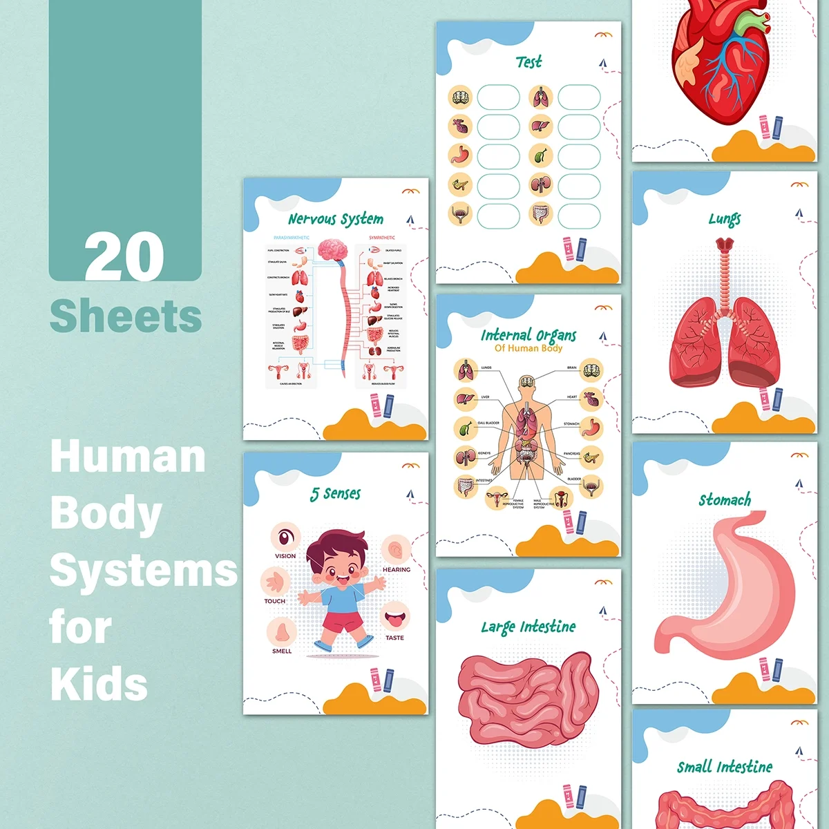 Human Body System Product Preview 4 .webp