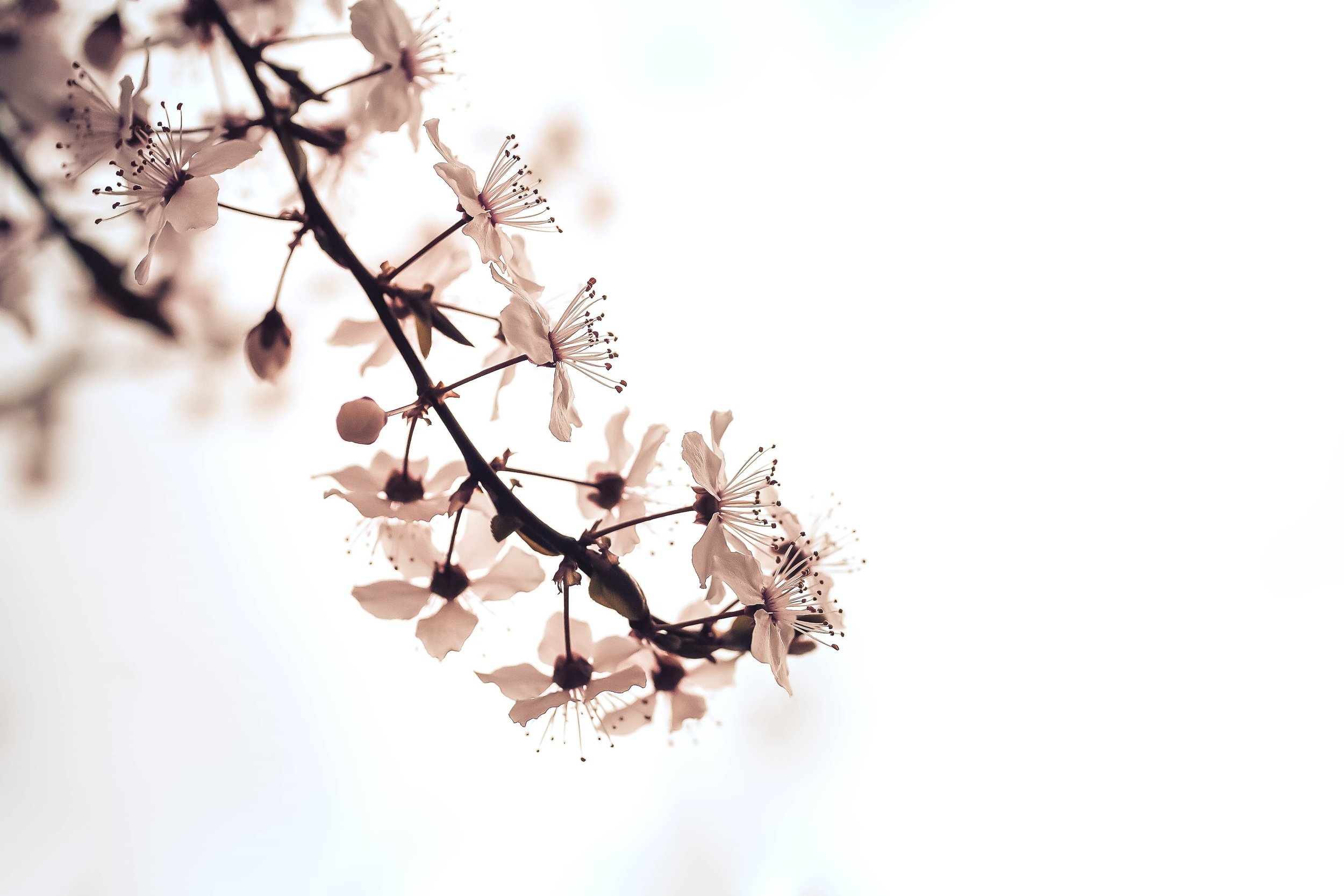 white bloom