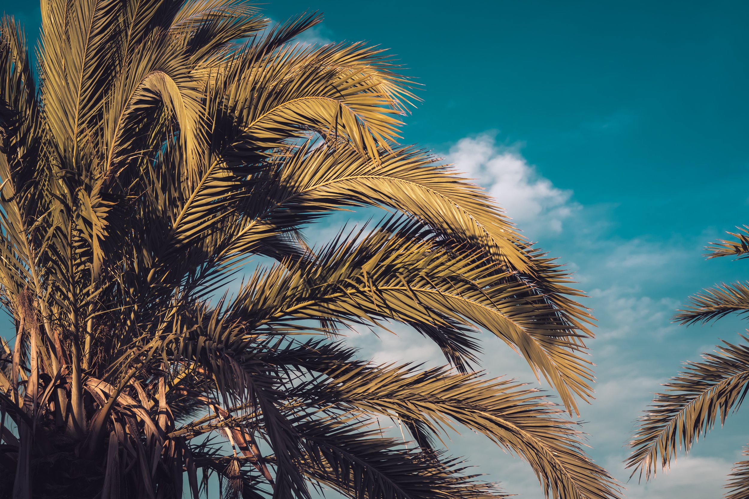 palm tree