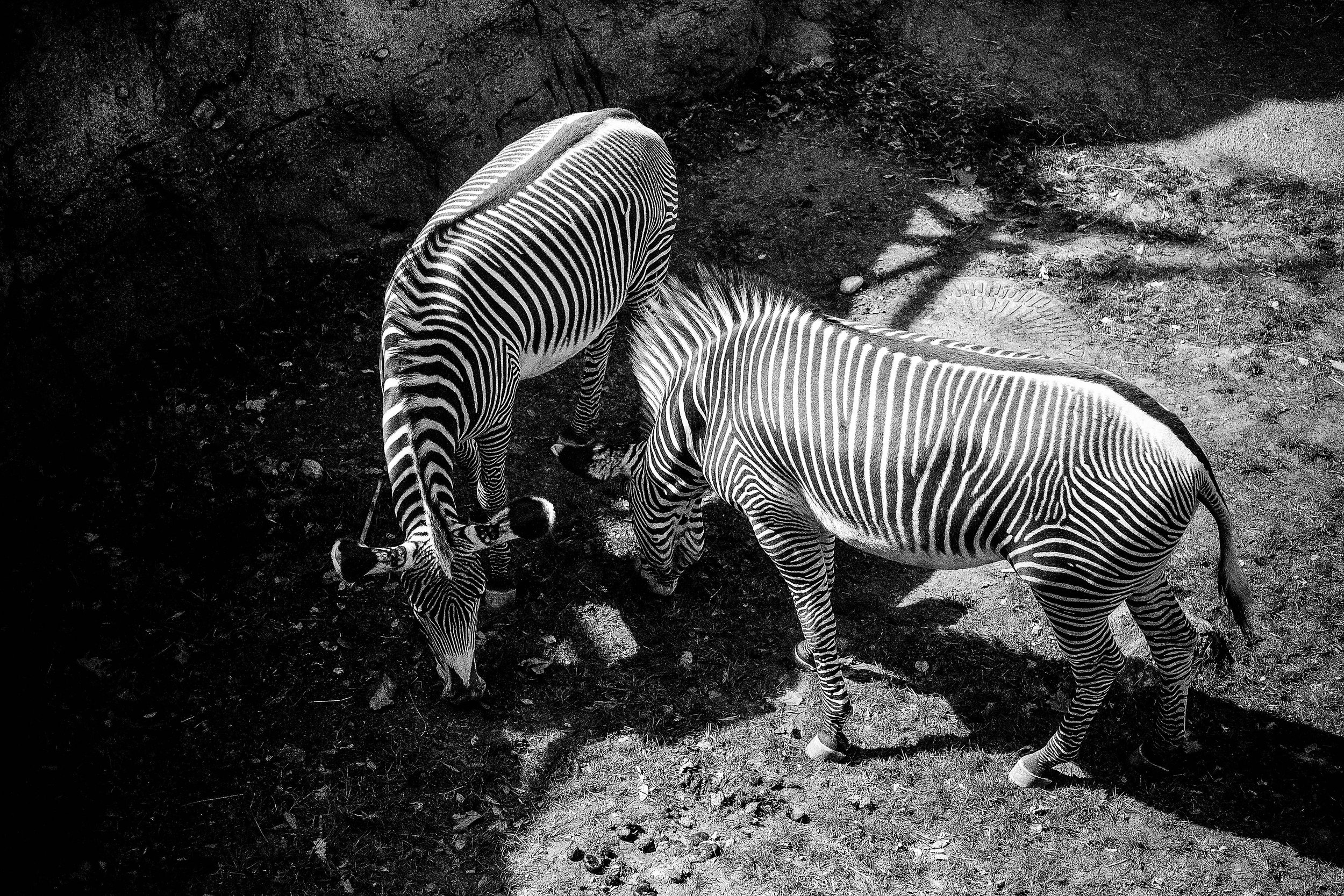 zebras