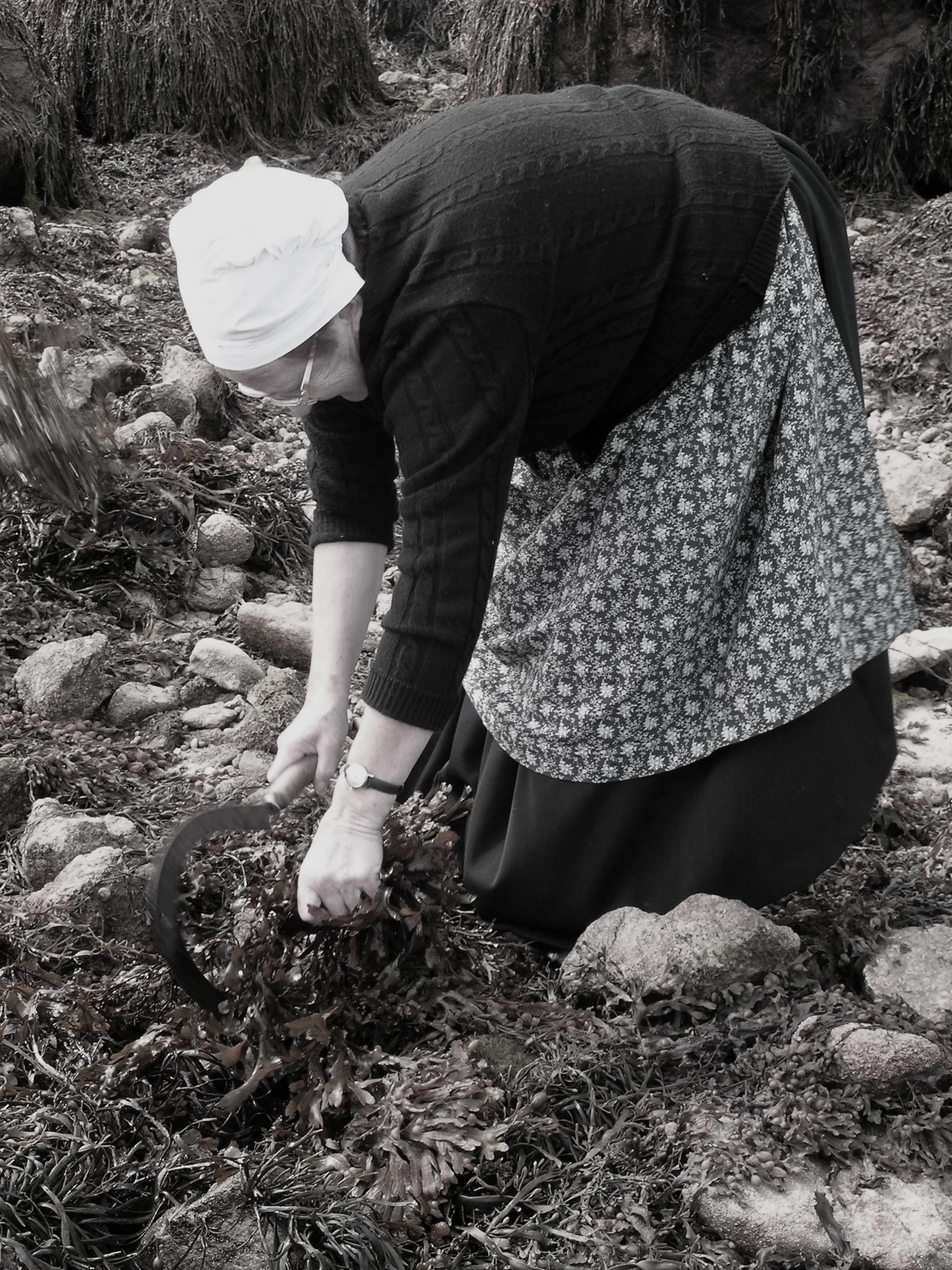 Personne récoltant des algues sur un rivage rocheux.