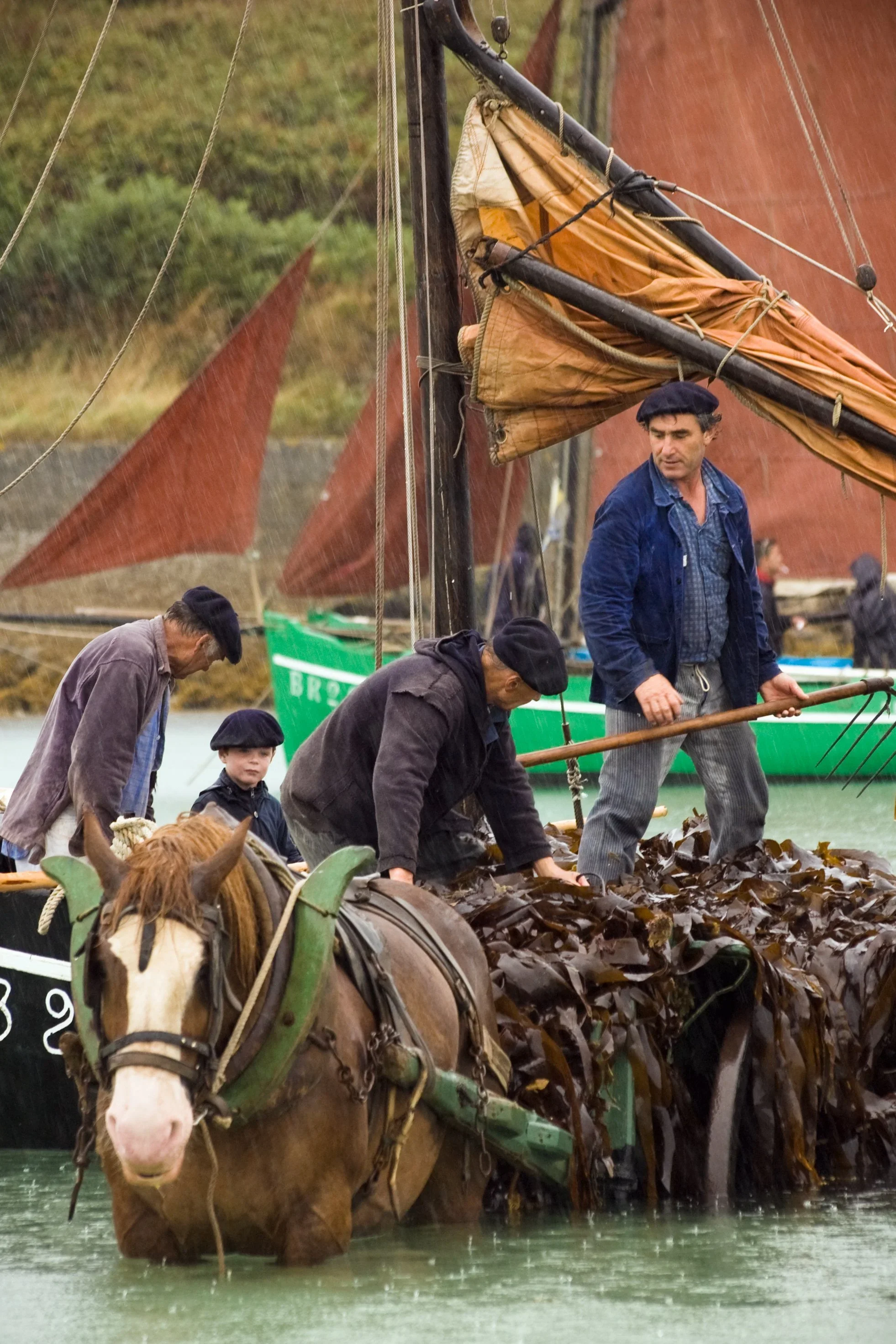 Des hommes utilisant un cheval pour récolter des algues dans l'eau, avec un bateau à voile en arrière-plan.