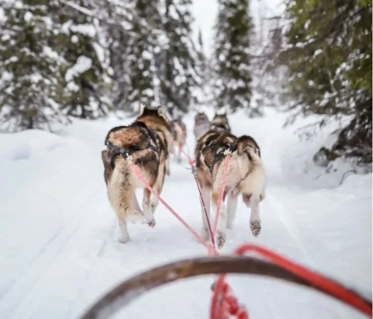 Excursion en chiens de traîneau à Megève – activité hivernale