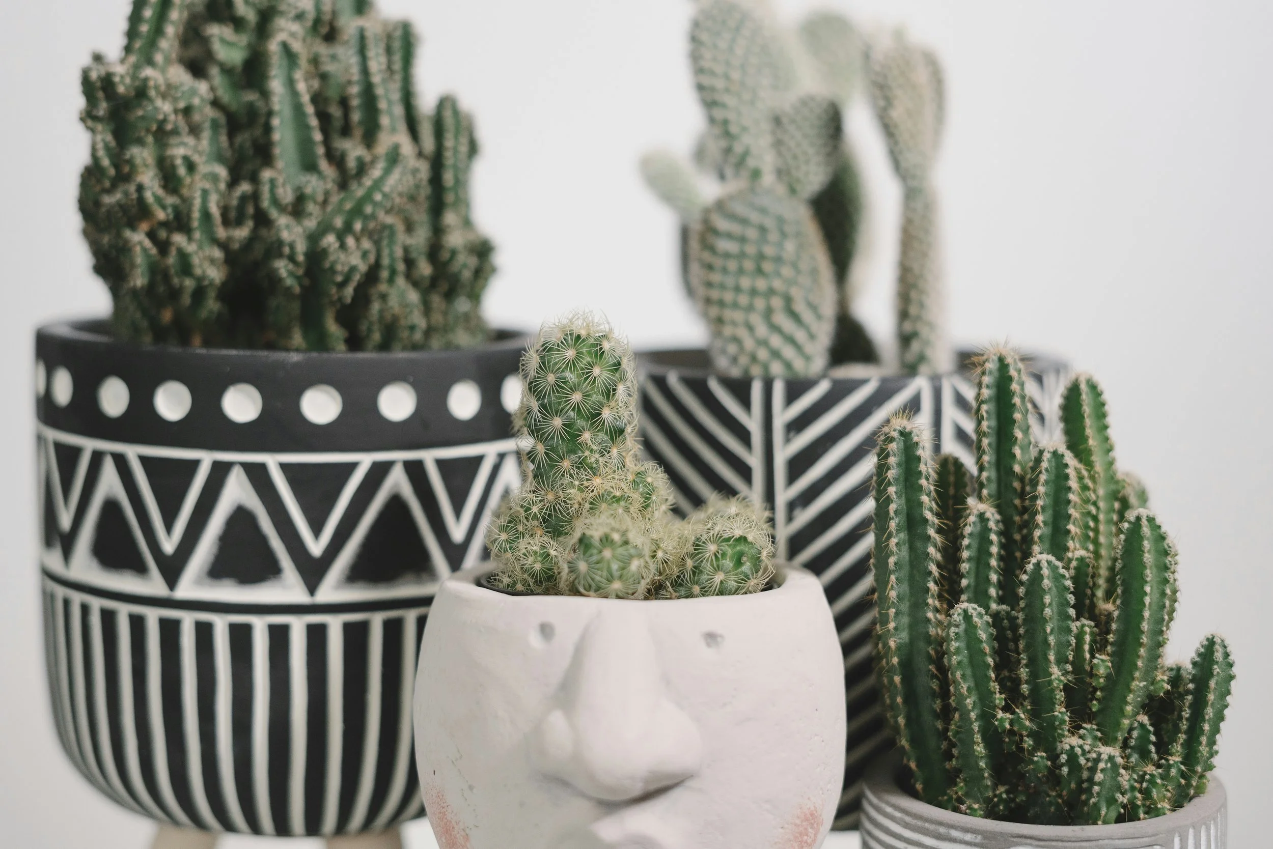 A collection of potted cacti with black and white patterned pots, including a face-shaped pot, on a white background.