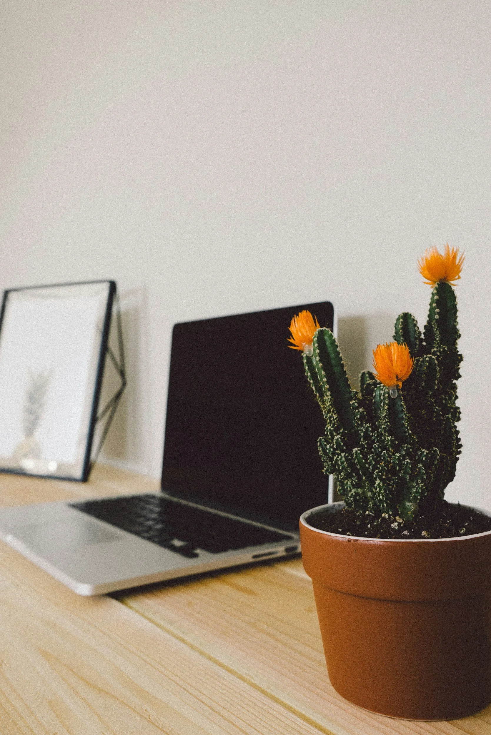 Cactus with orange flowers in a terracotta pot on a wooden desk, with a laptop and framed artwork in the background.