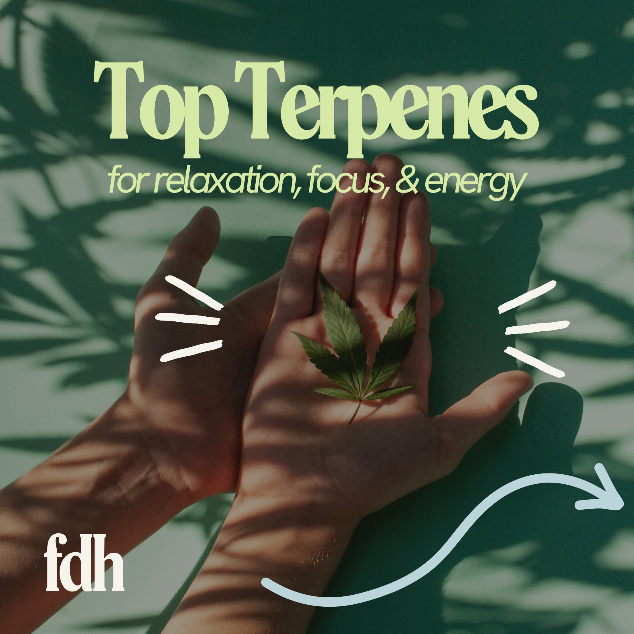 Field Day Herbals Terpene Education