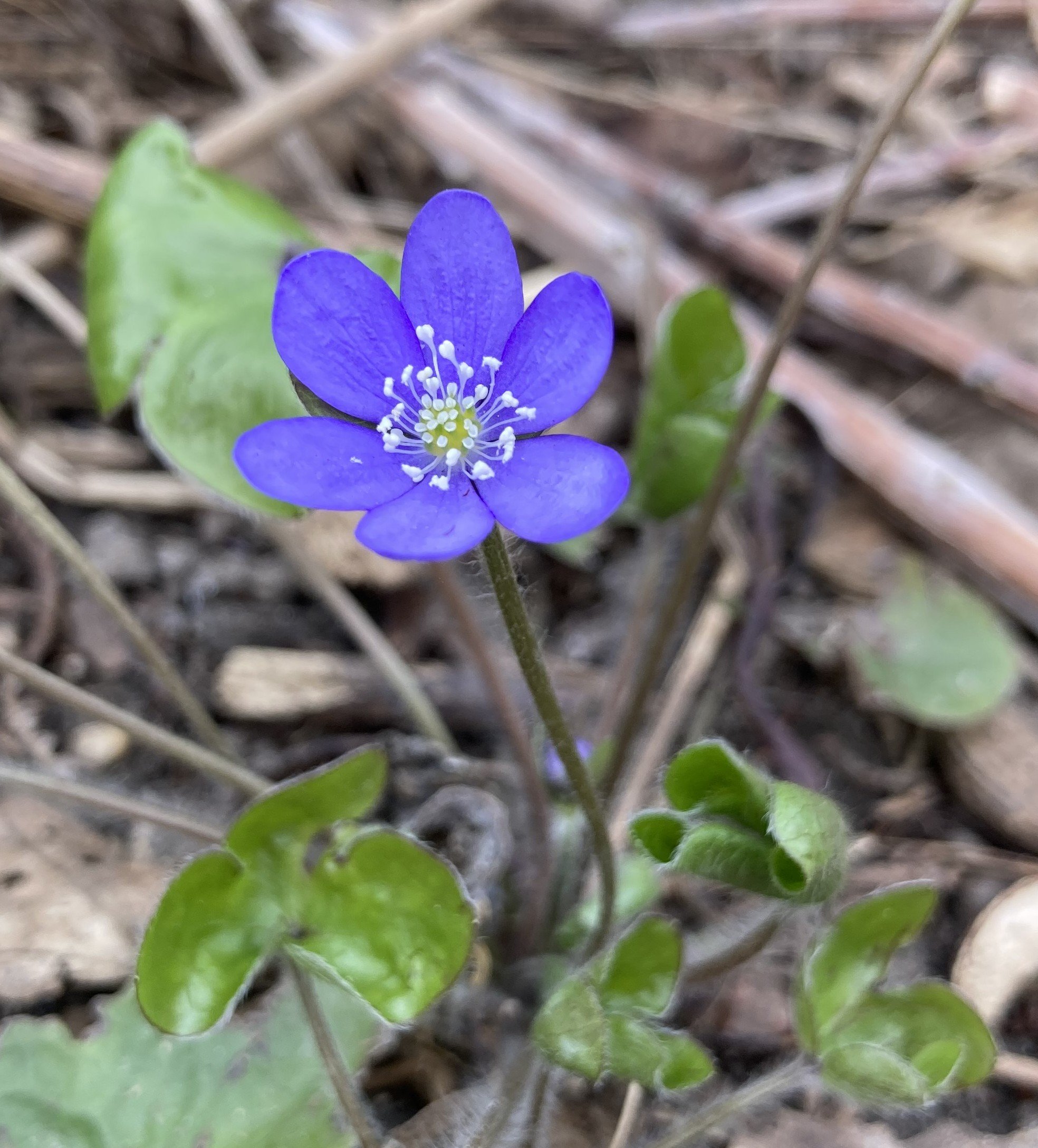 Blå anemone i haven