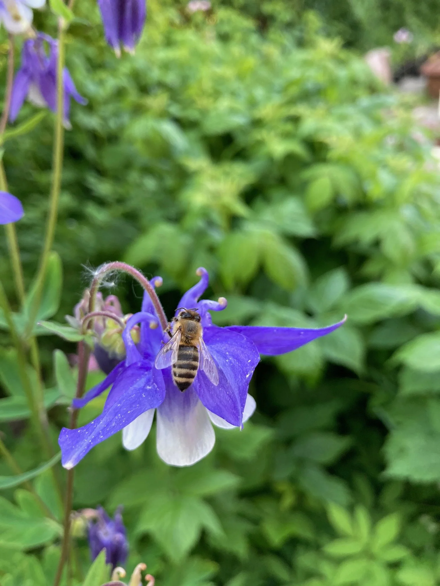 IMG_9085.jpeg