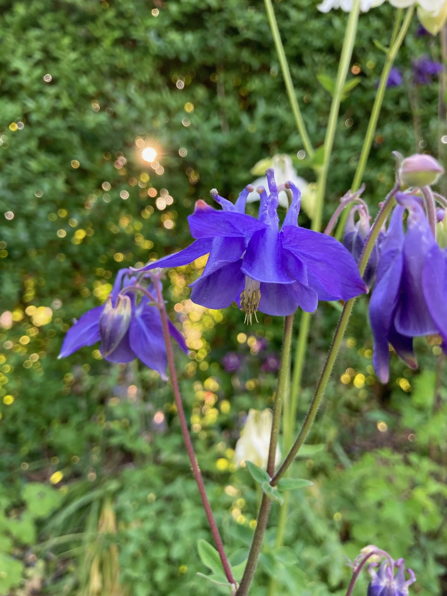 IMG_9104.jpeg