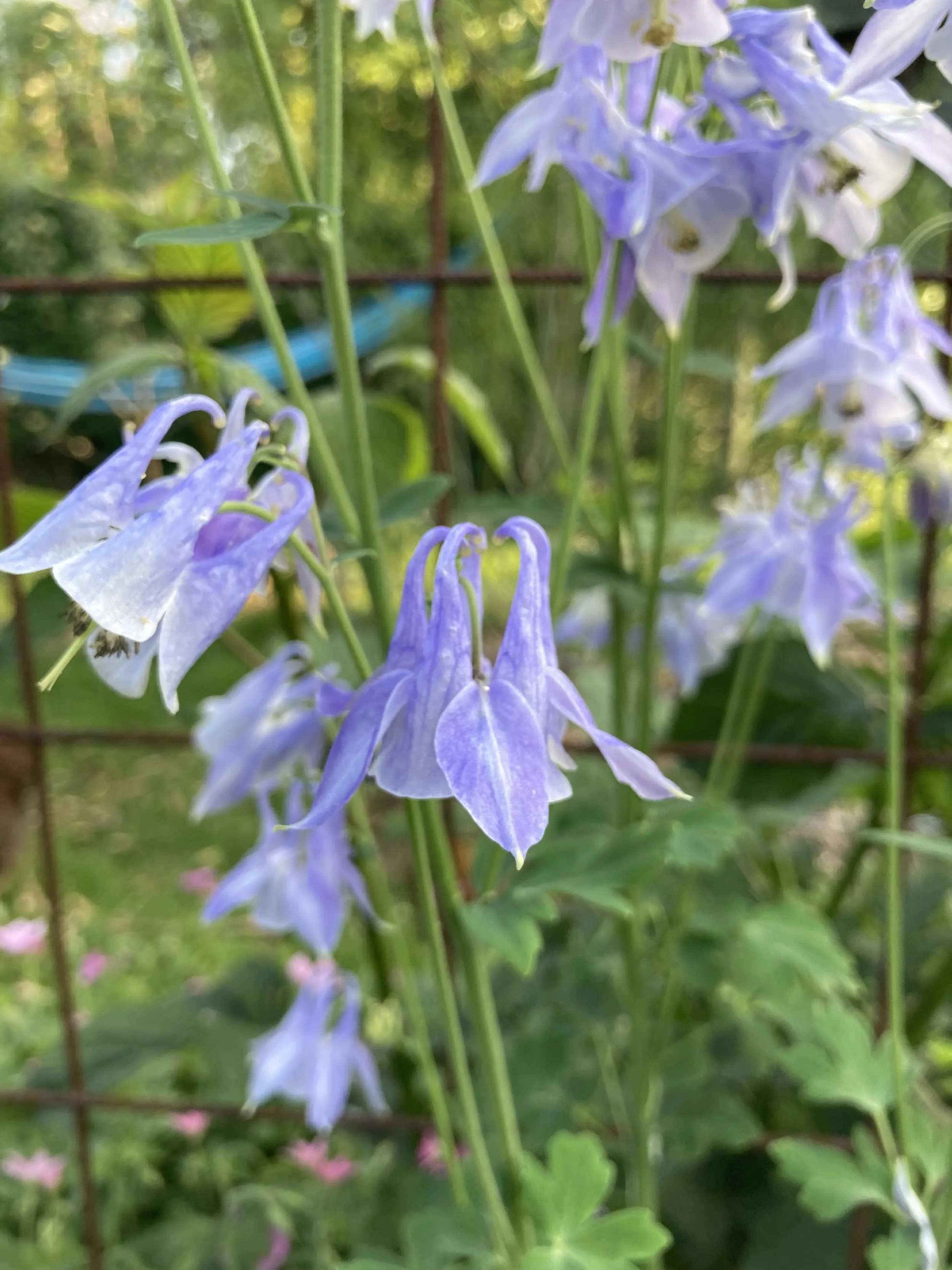 IMG_1685.jpeg