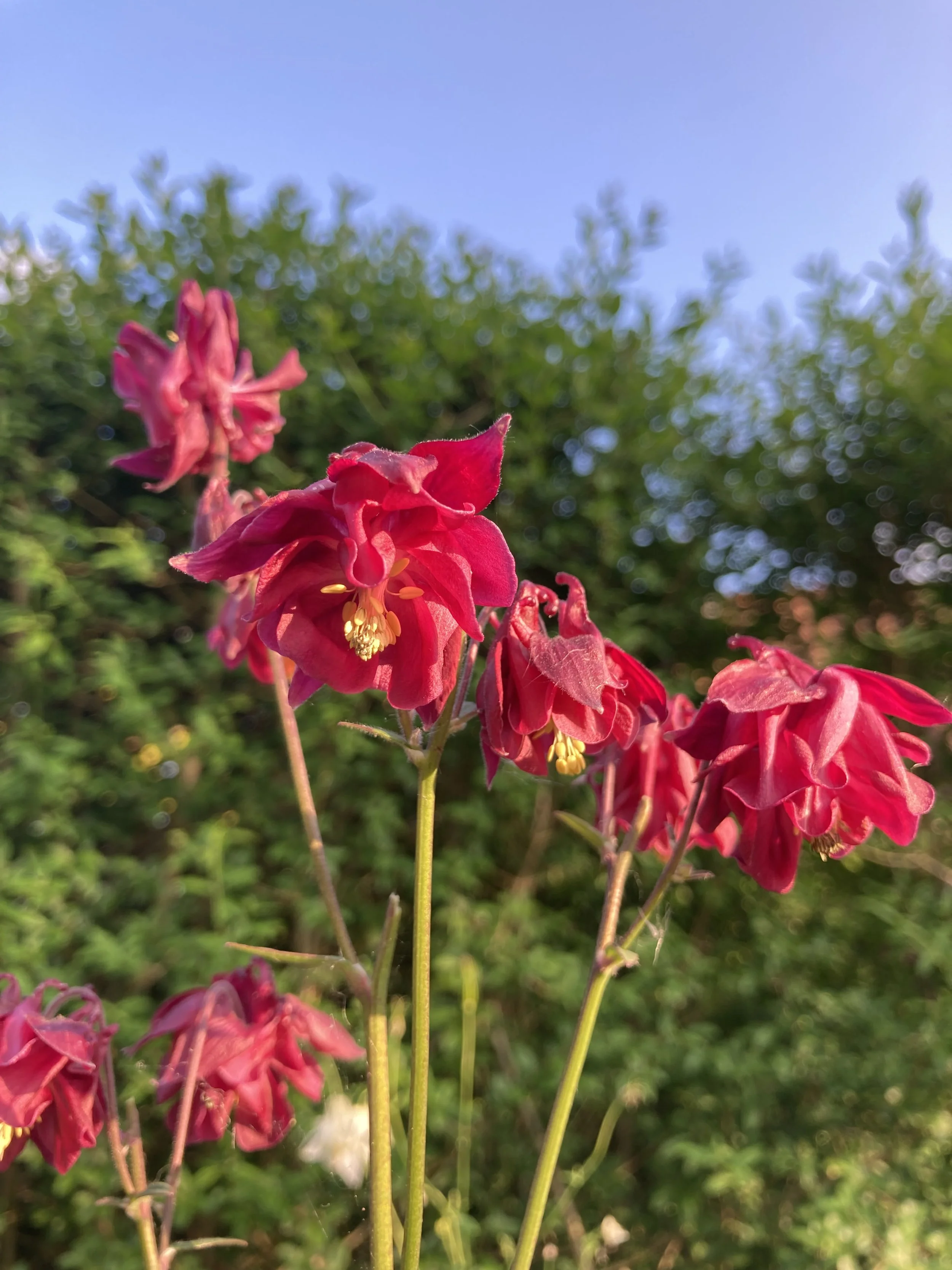 IMG_1700.jpeg