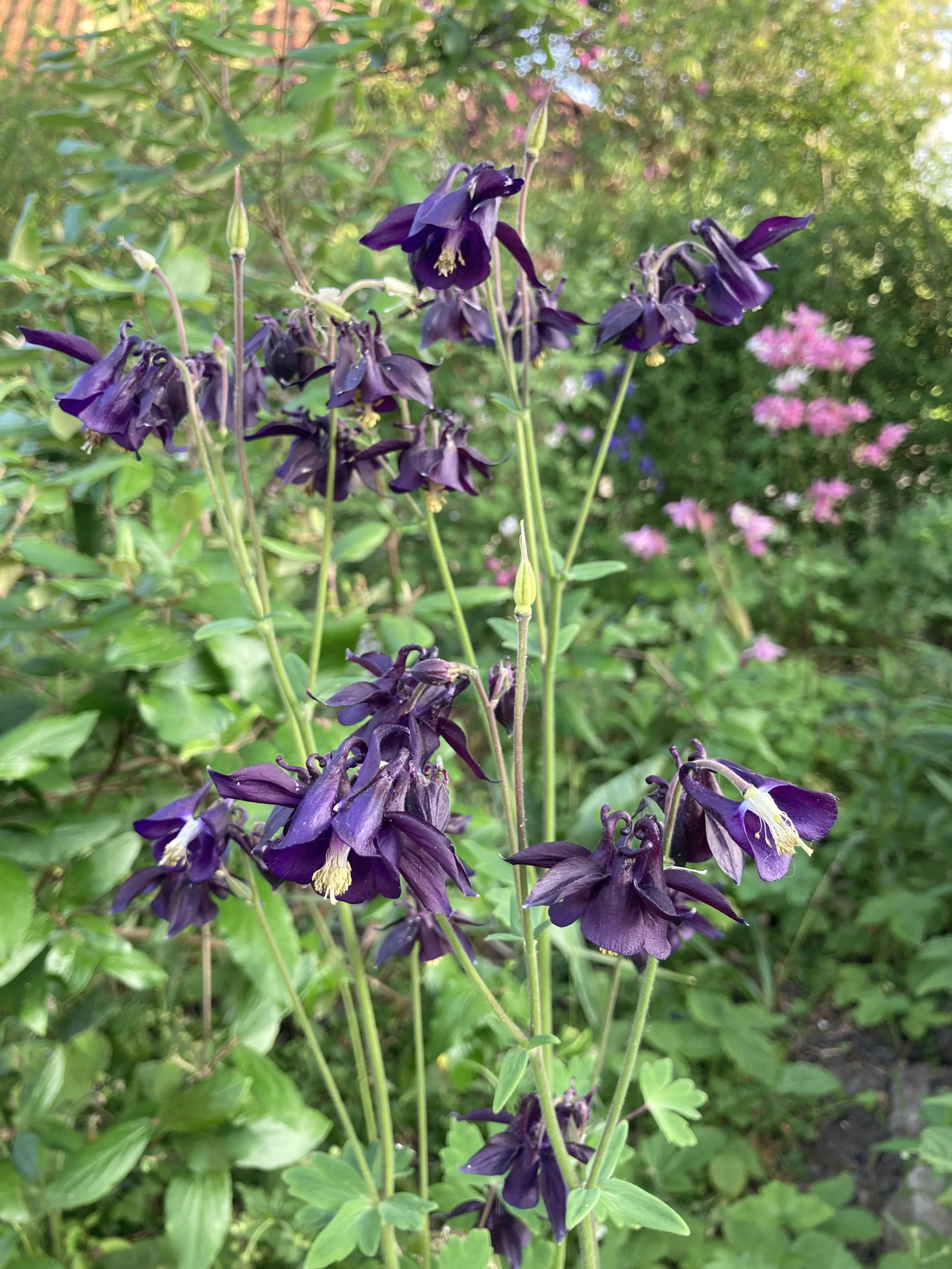 IMG_1701.jpeg