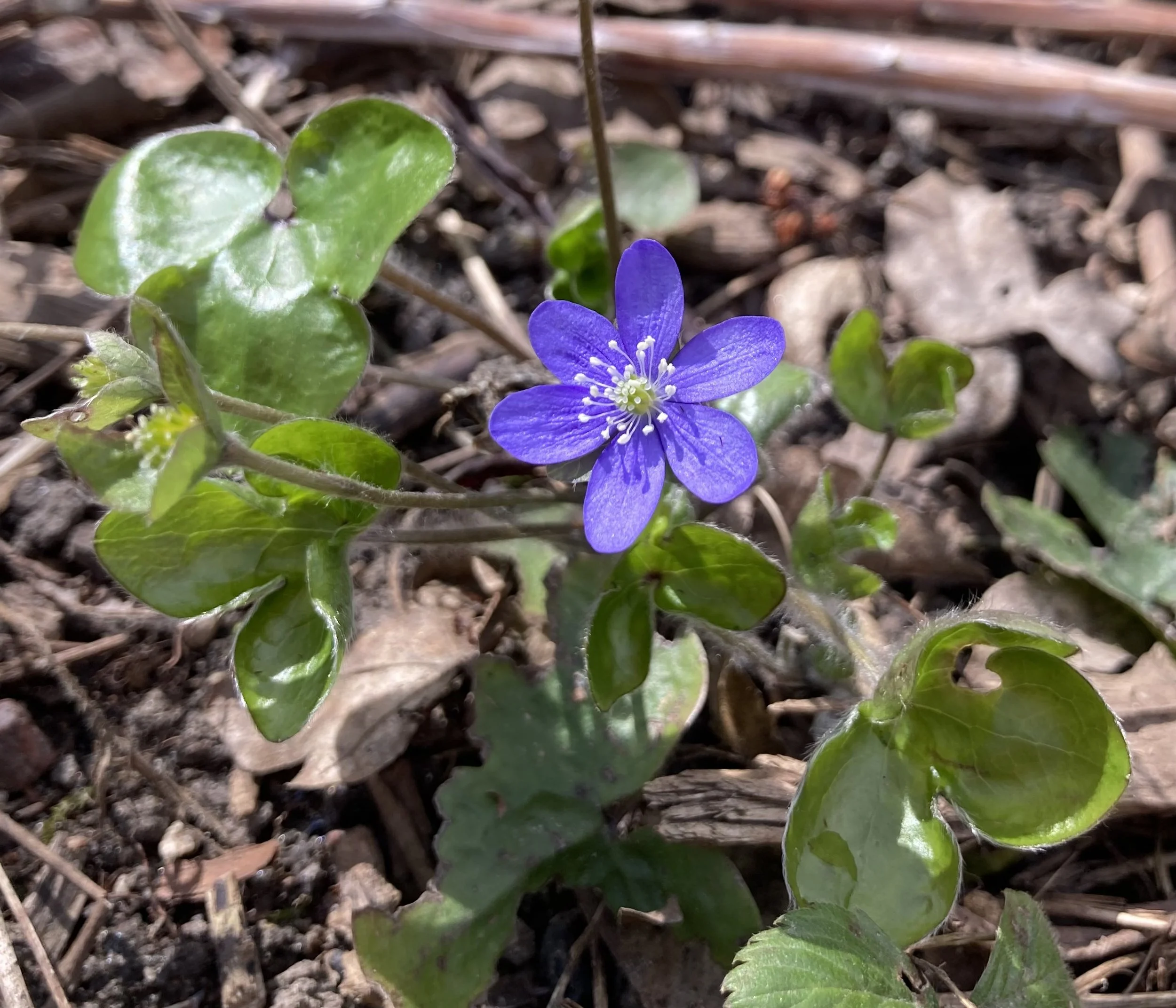 Blå anemone