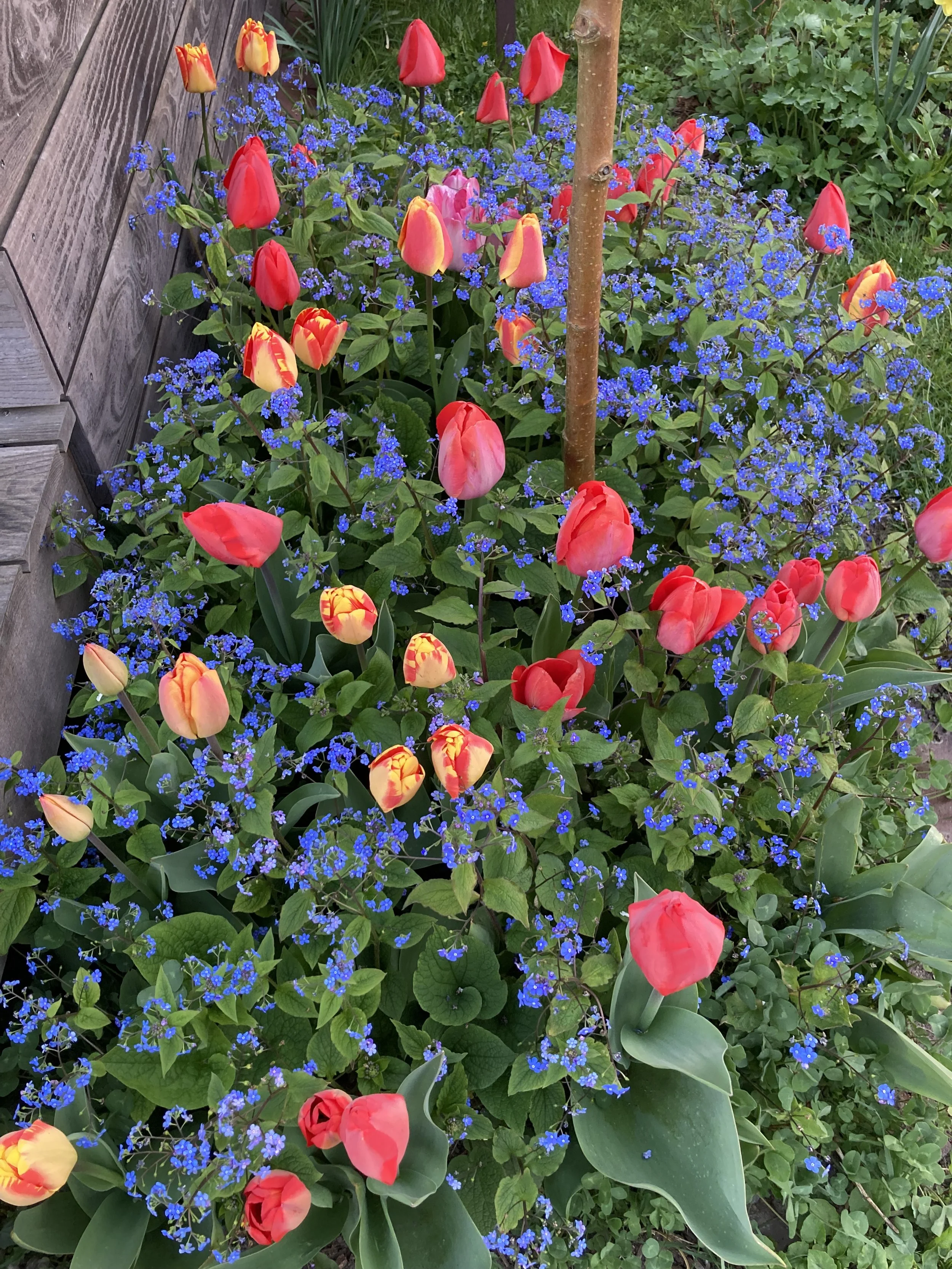 Tulipaner og kærmindesøster