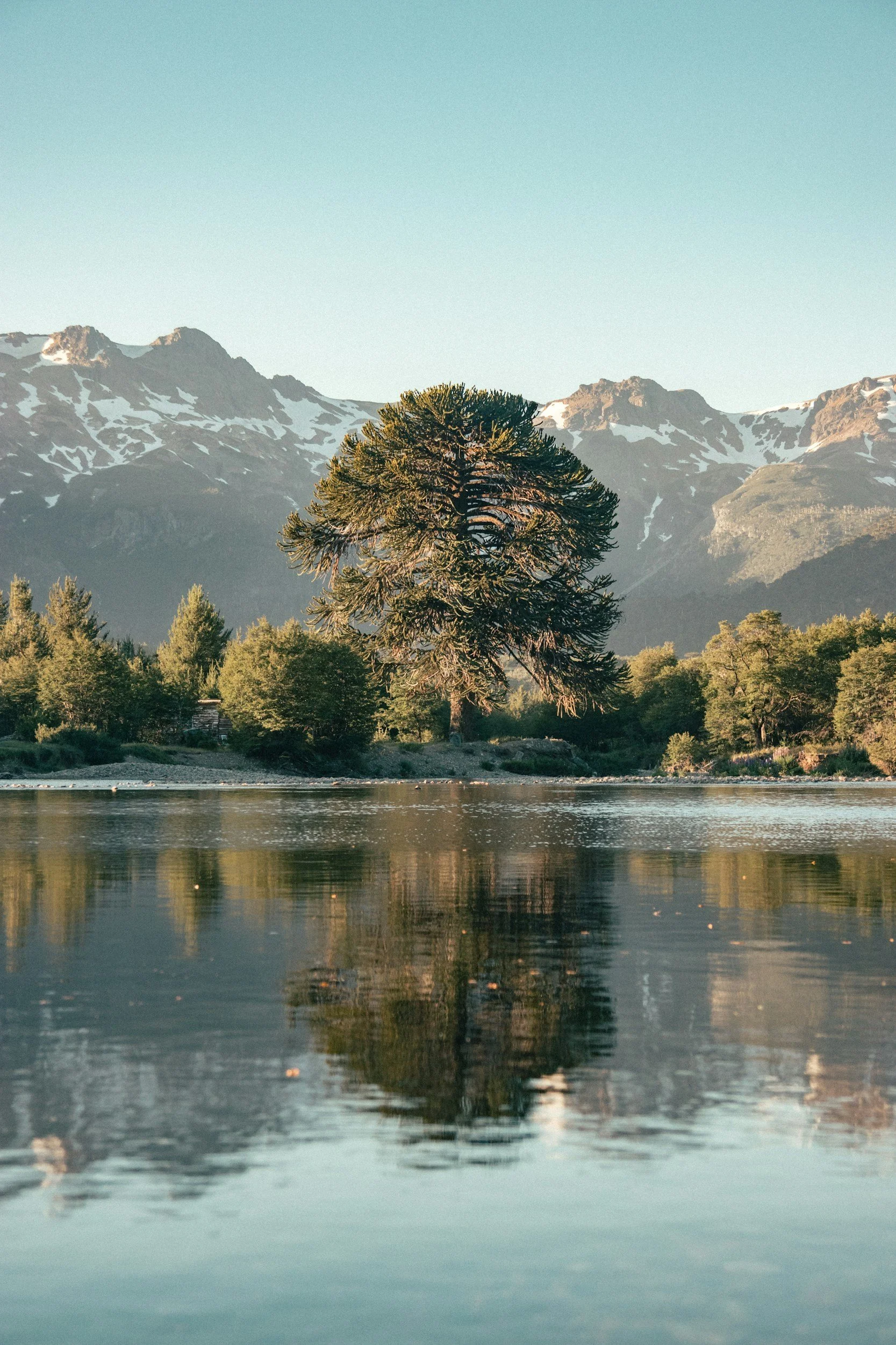 A large tree reflected in a calm body of water with mountains in the background.