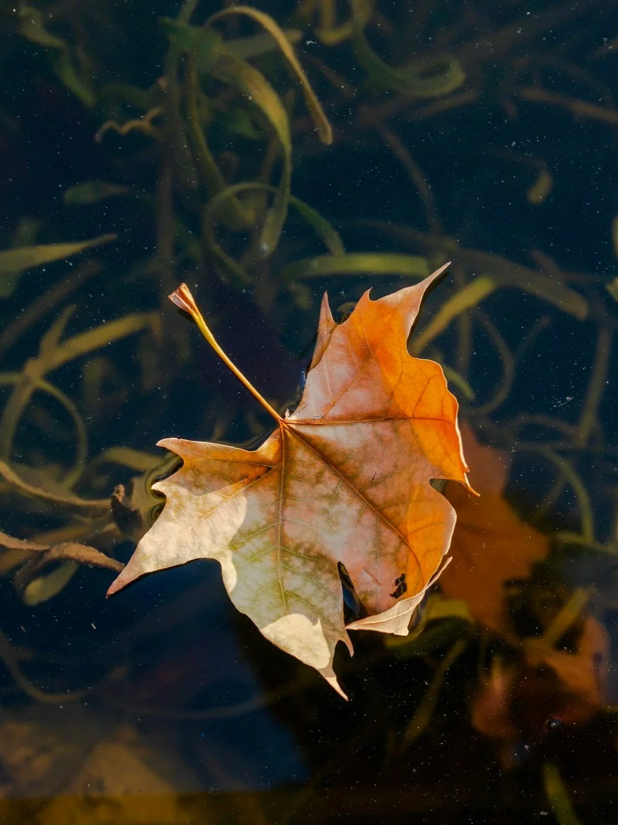 A dried brown maple leaf floating on dark water with submerged plants underneath.