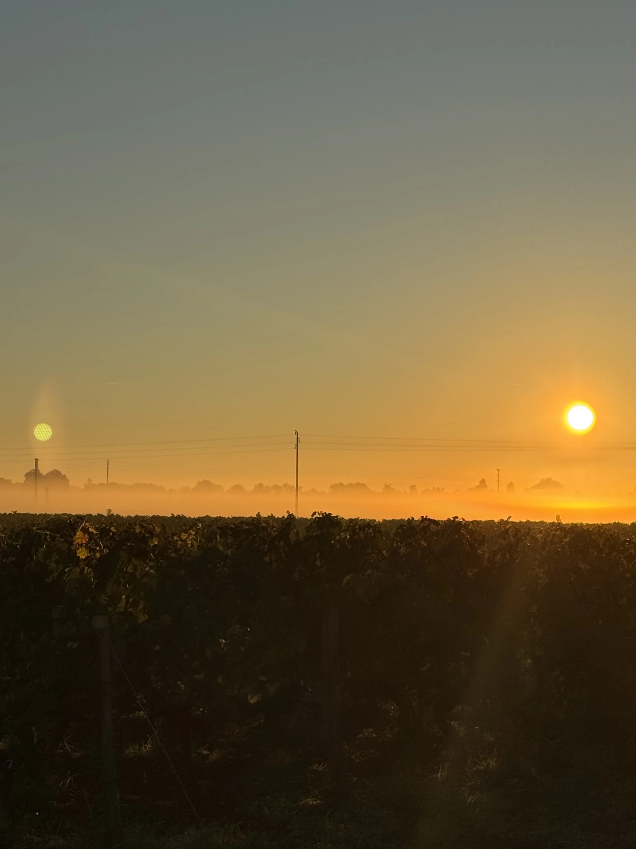 Entre chai et biodiversité : novembre au Château des Annereaux