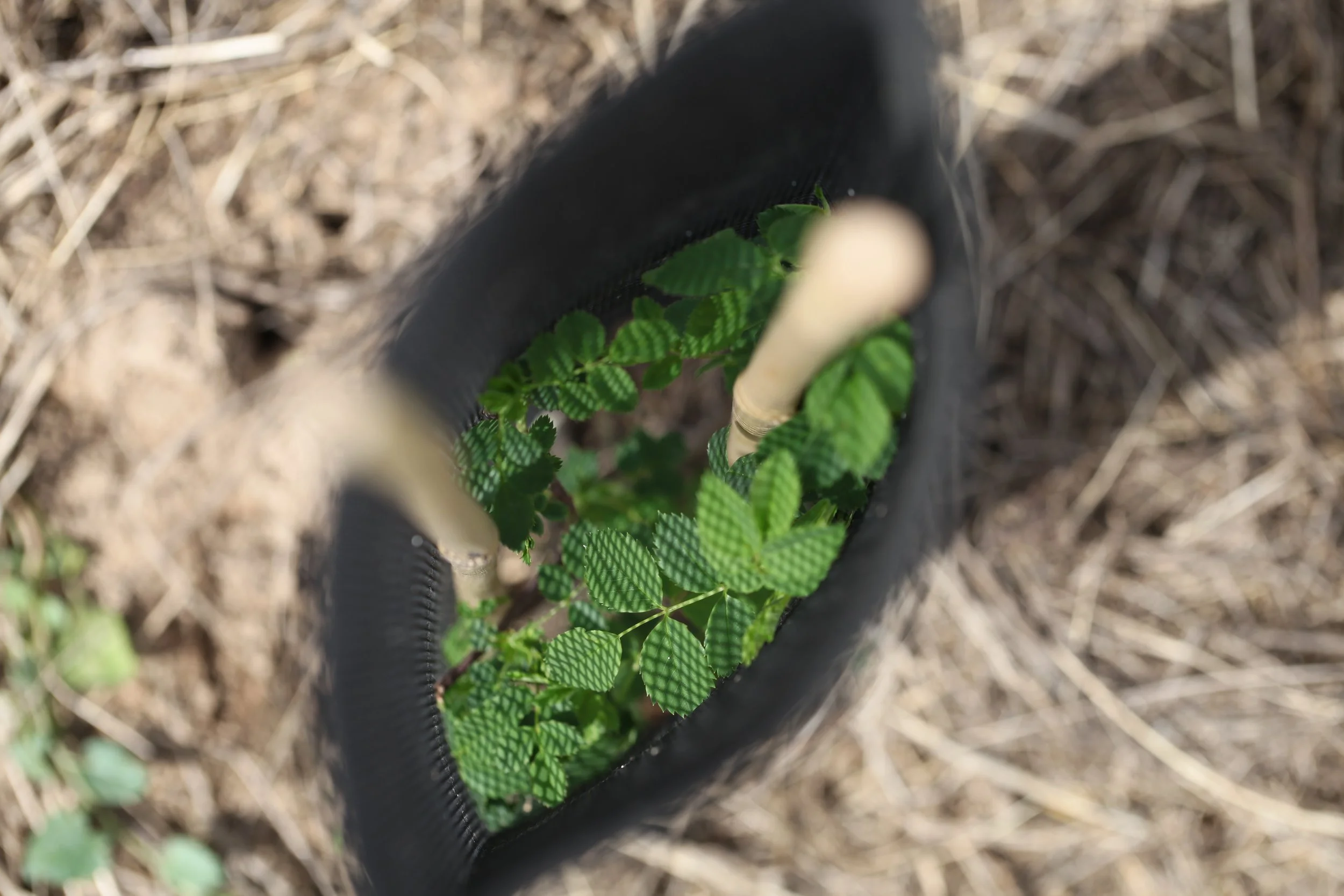 Petit arbre récemment planté au Château des Annereaux, illustrant l'engagement du domaine pour reboiser et préserver la nature