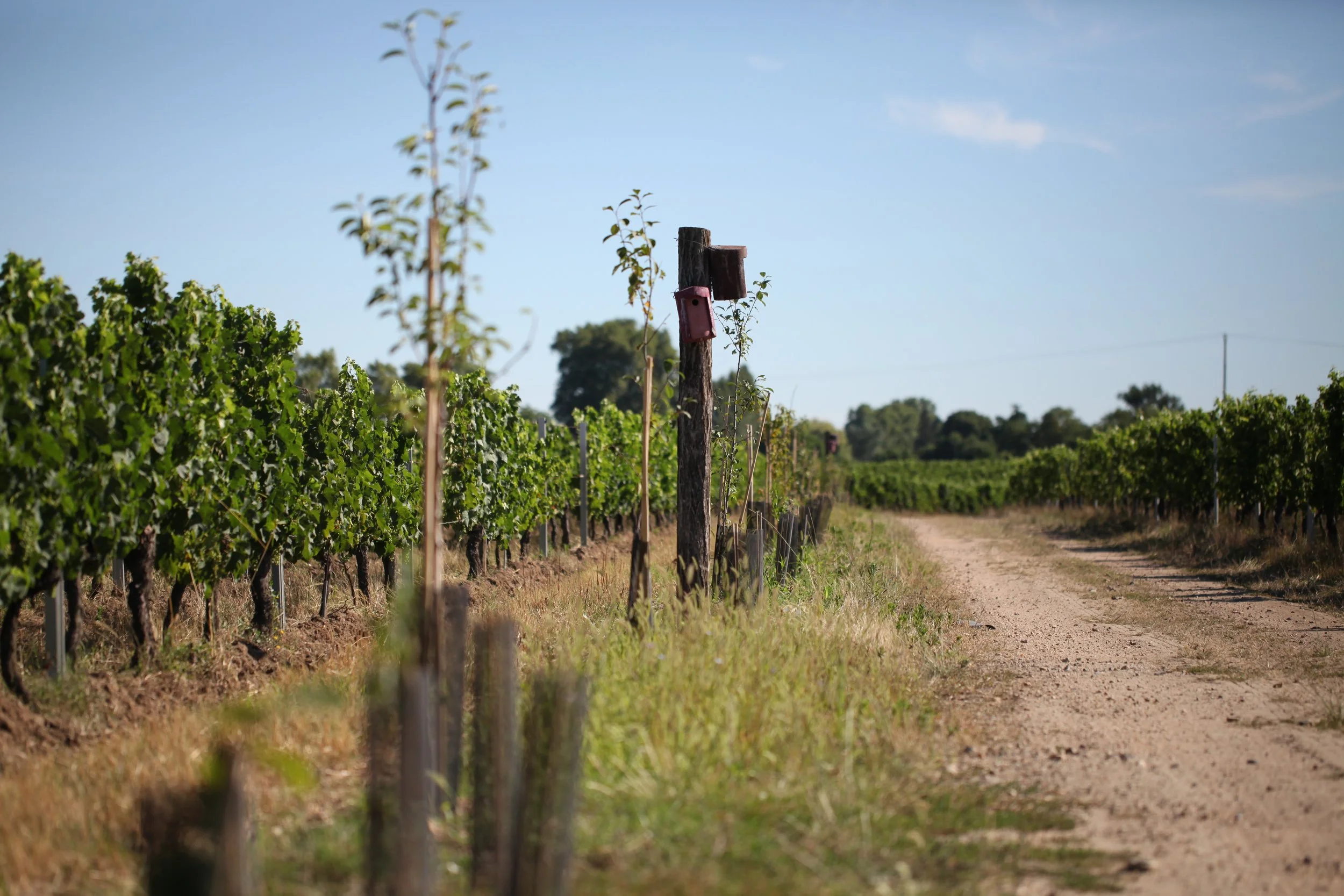 Vue des plantations d'arbres et nichoirs au Château des Annereaux, démontrant son engagement pour la préservation de la biodiversité
