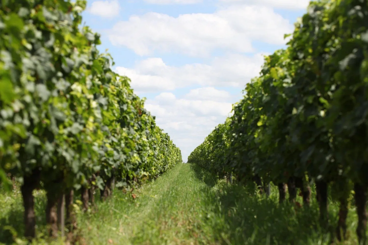 Rangs de vigne au Château des Annereaux, Lalande-de-Pomerol