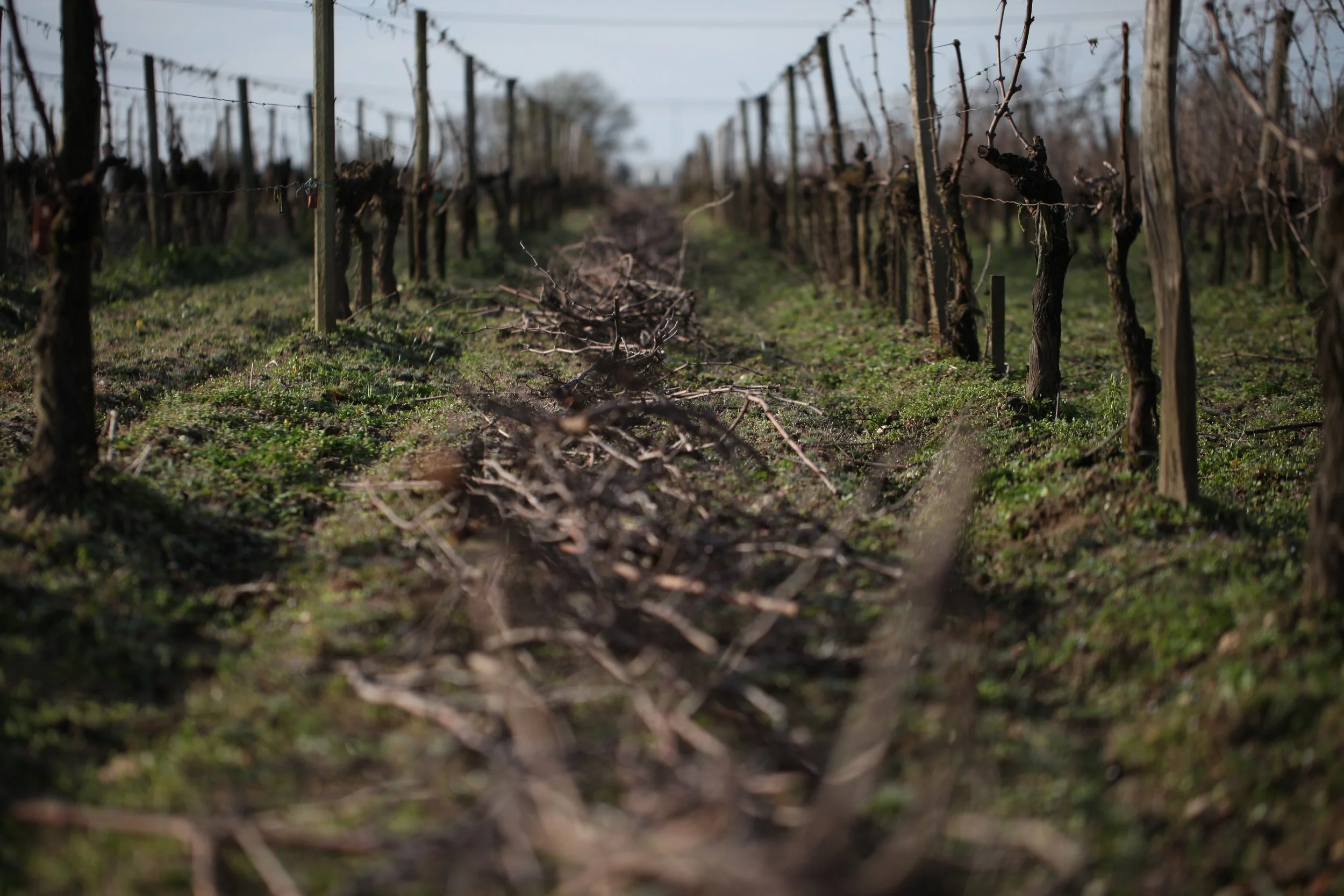 Bois de taille laissés dans les rangs de vigne au Château des Annereaux, avant d’être broyés pour enrichir le sol et favoriser la durabilité.
