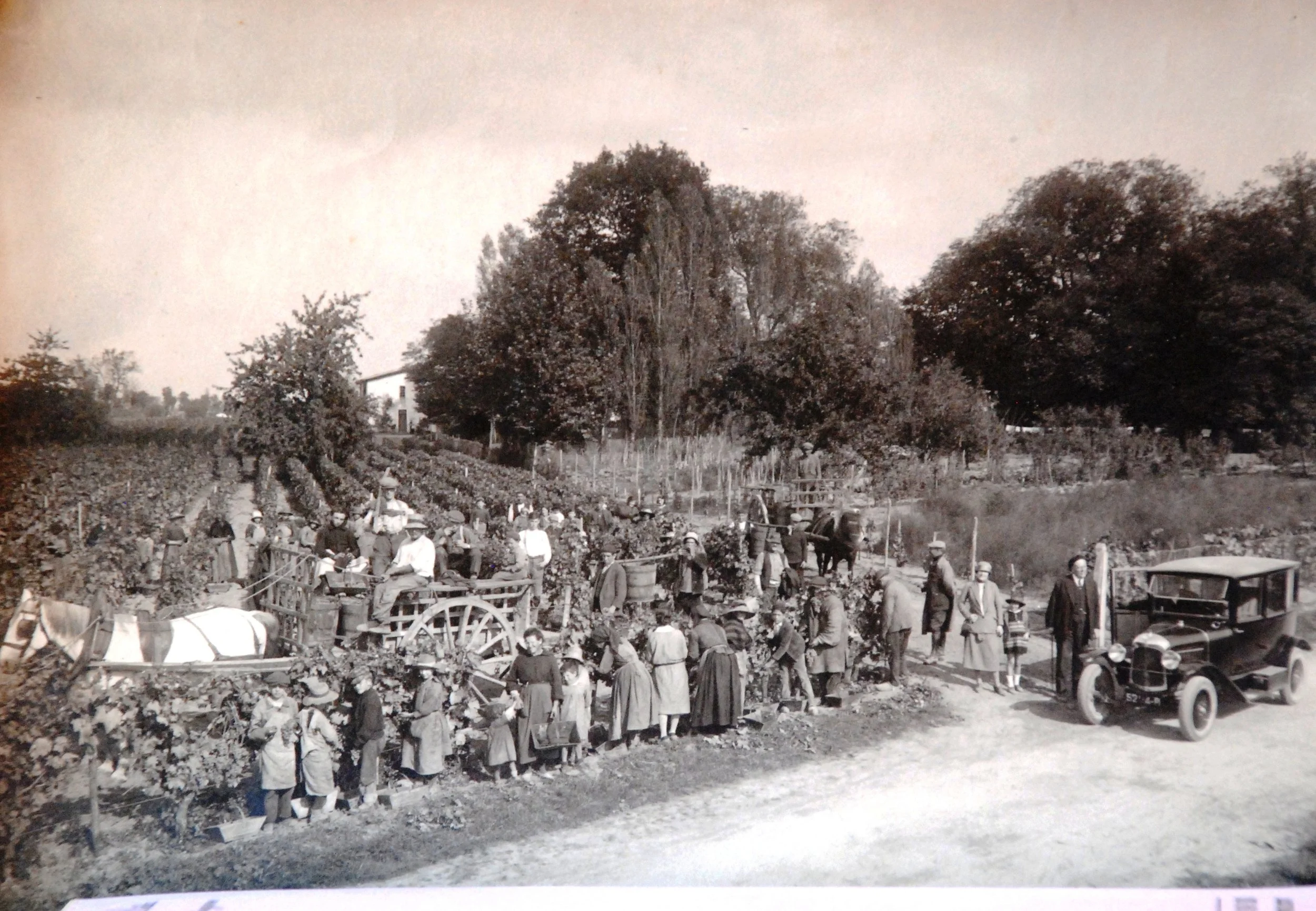 Annereaux vendanges 1929.JPG