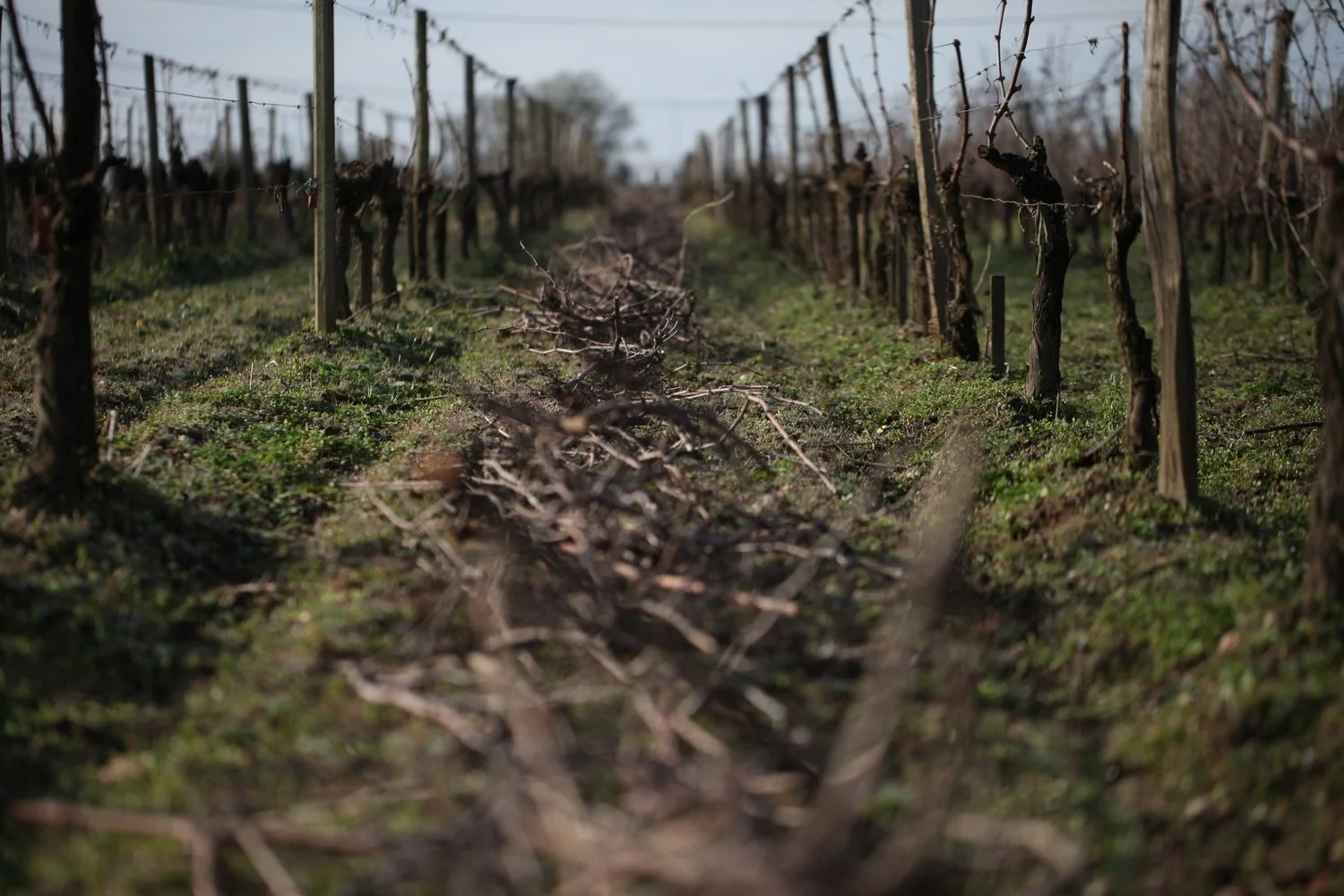 Rangs de vigne en hiver au Château des Annereaux