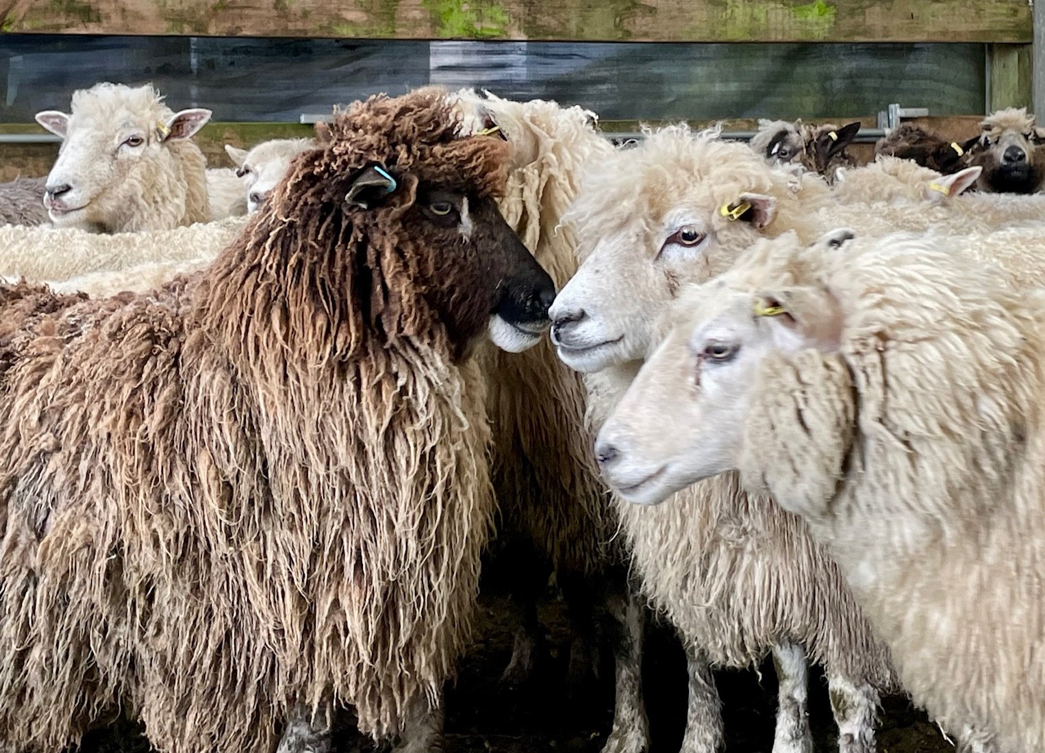 FERNHILL FARM OPEN DAY