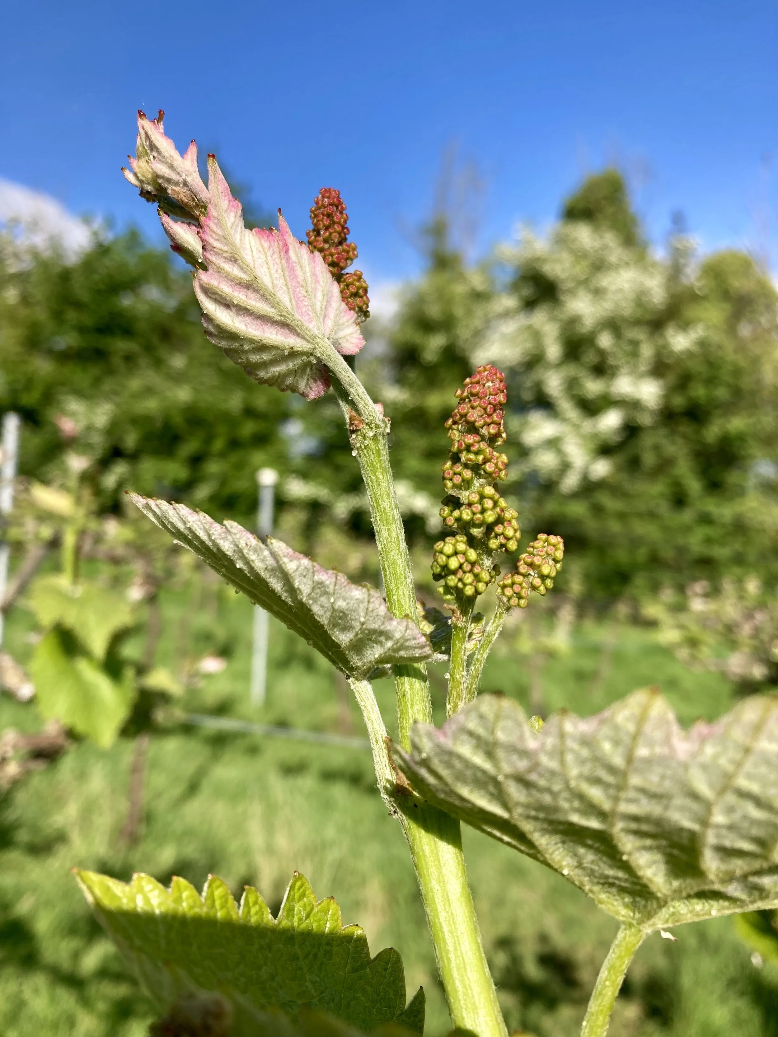 Flower calyptra on vines at Limeburn Hill Vineyard.jpeg