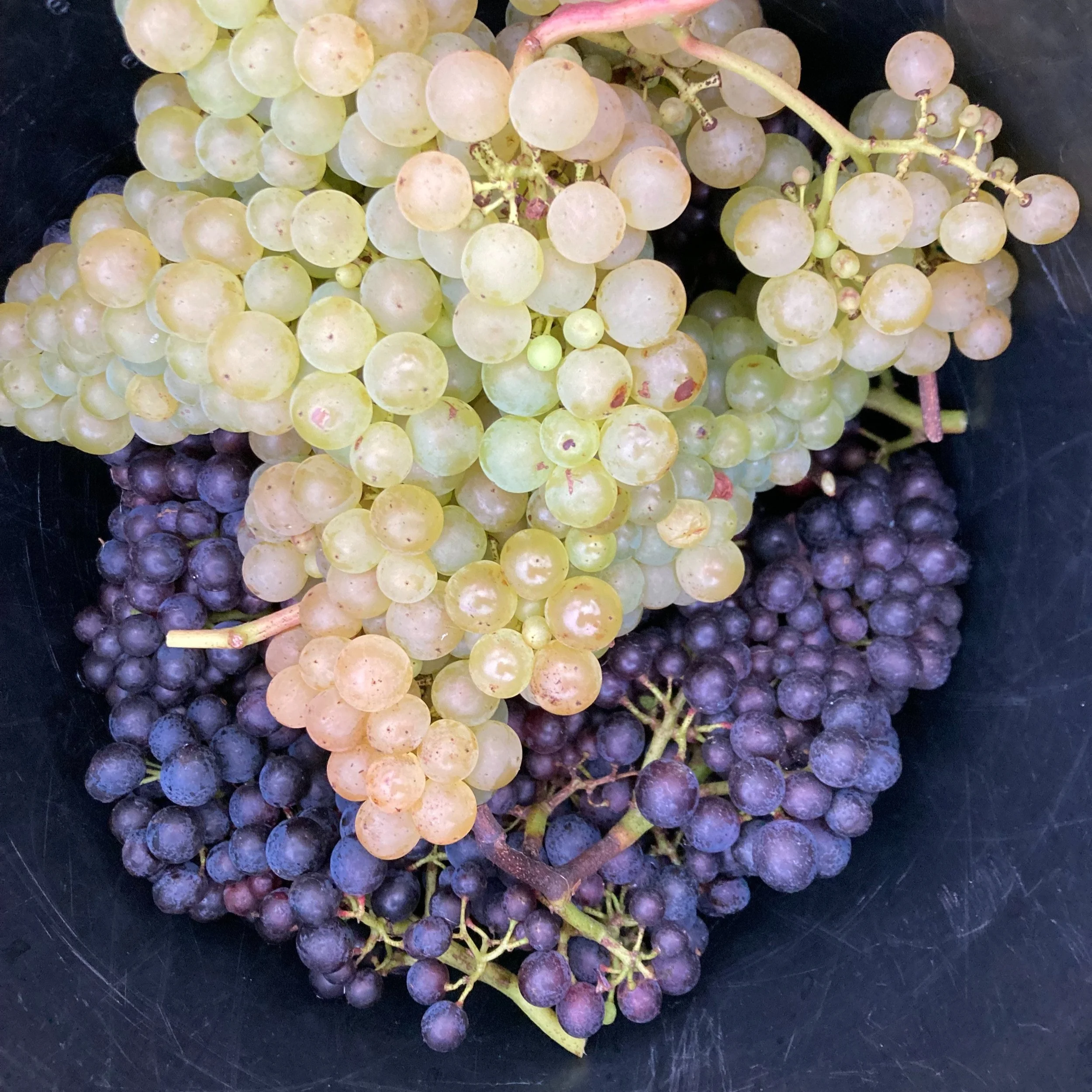 Pinot_Seyval_grapes.jpg