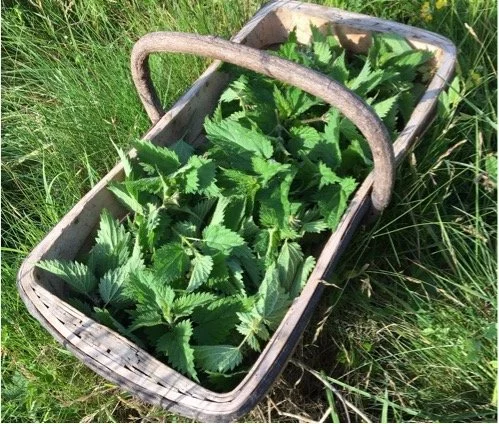 Trug of nettles used as biodynamic preparation.JPG