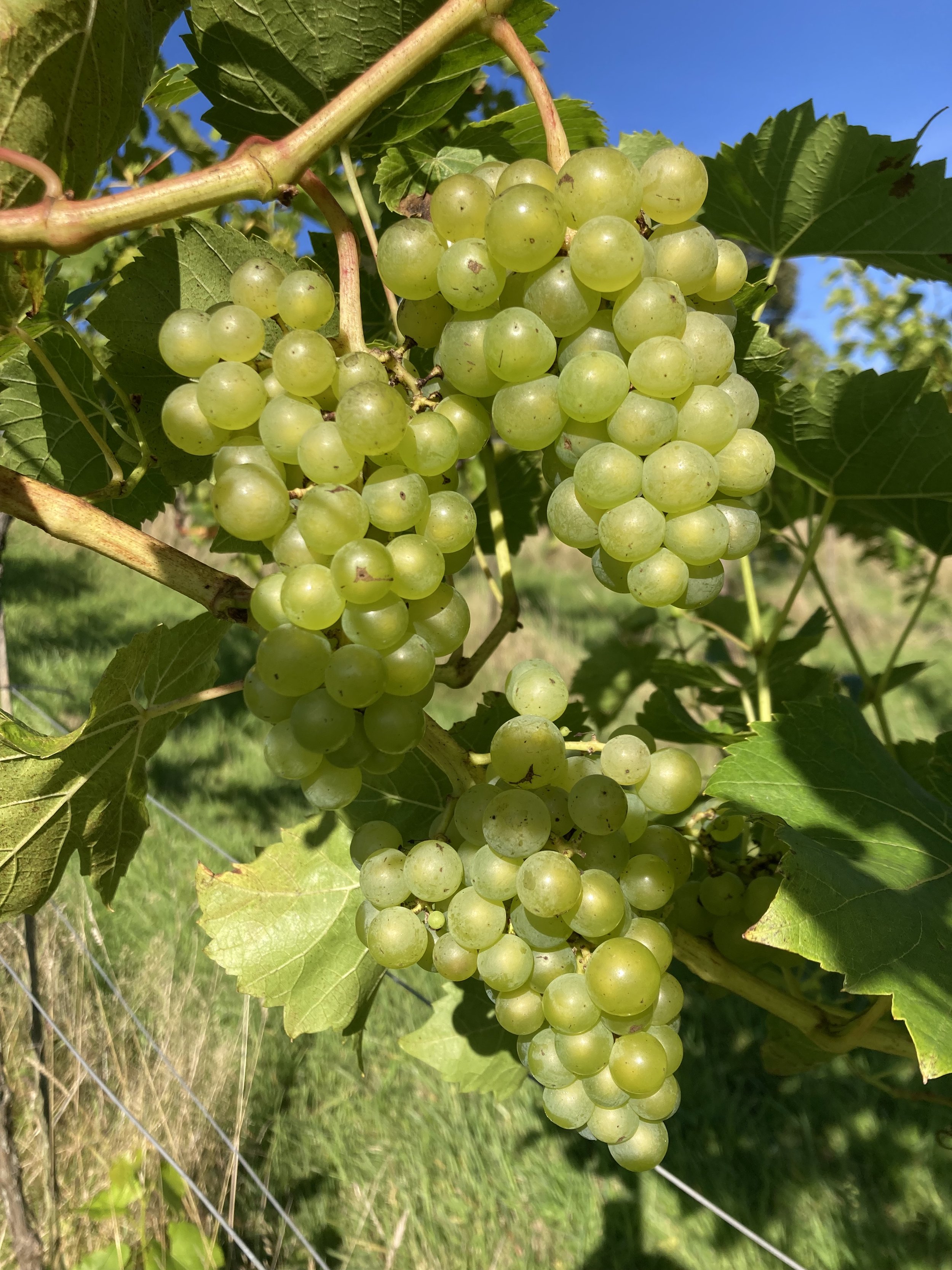 Orion_grapes.jpg