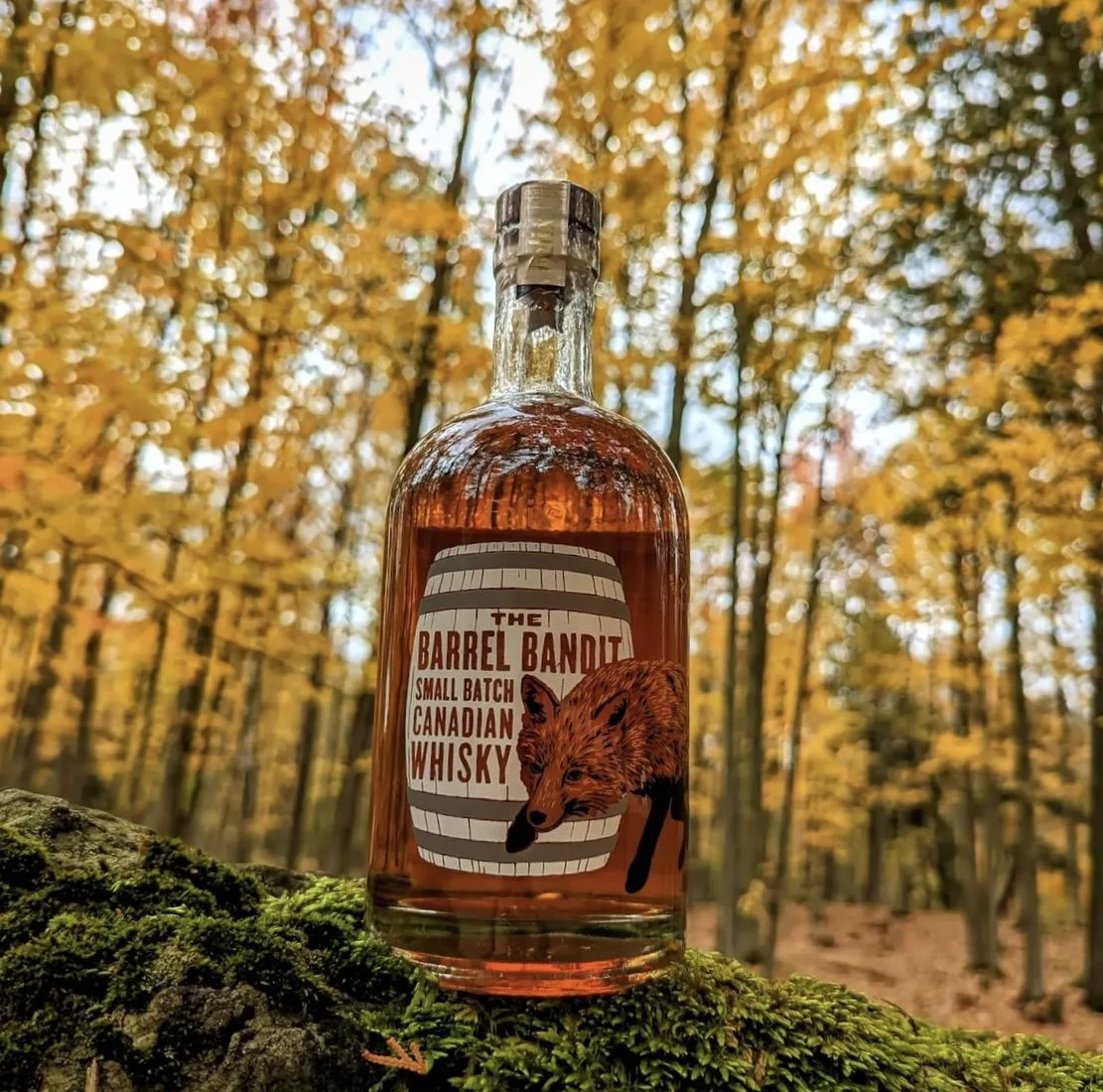 Craft Dynamics - Felix .jpg